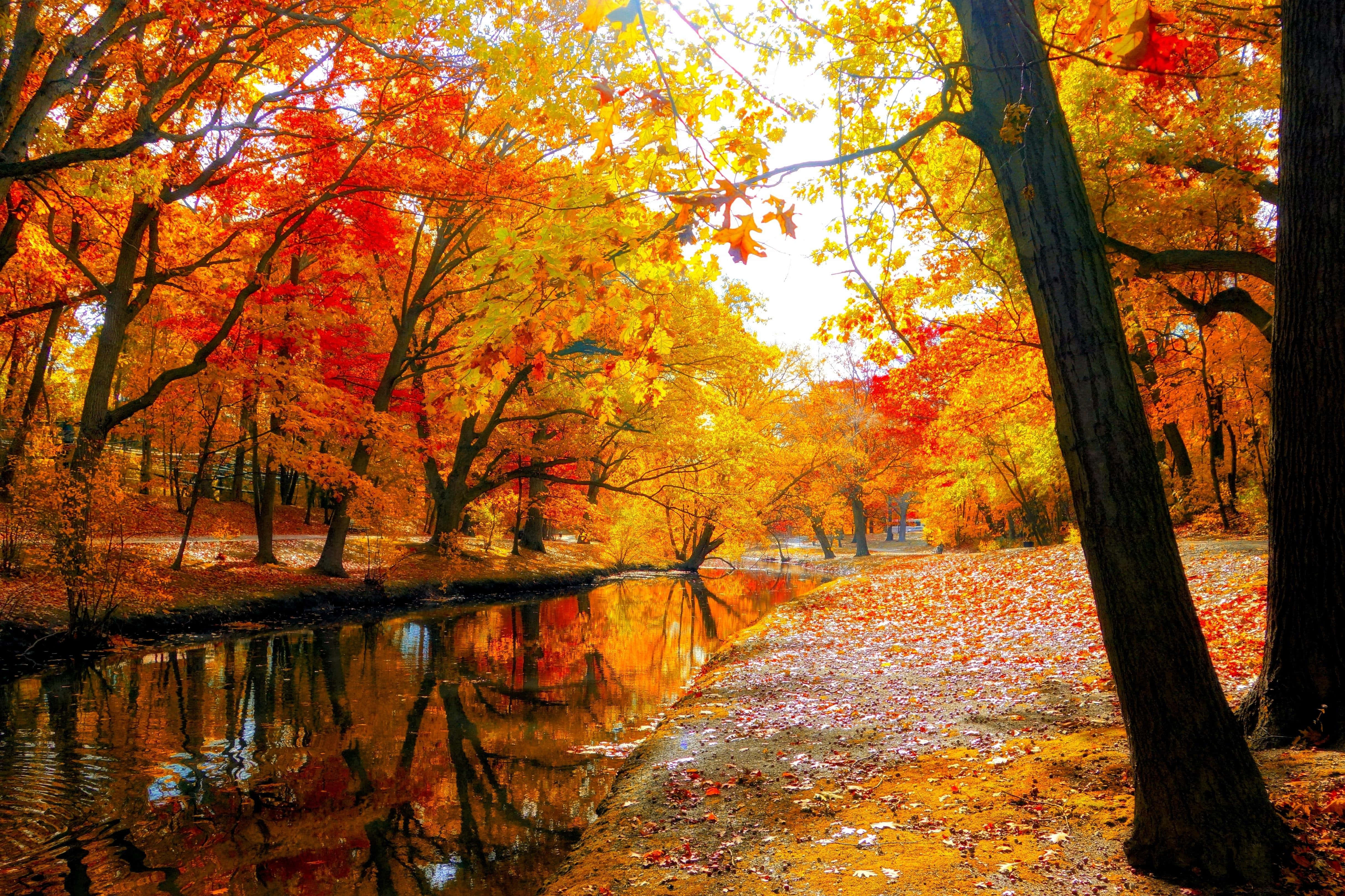 Autumn Fall 桌布 壁紙 — 一條陽光明媚的秋日森林小徑，兩旁是火紅的橙色和紅色樹木，倒映在平靜的小溪中。
