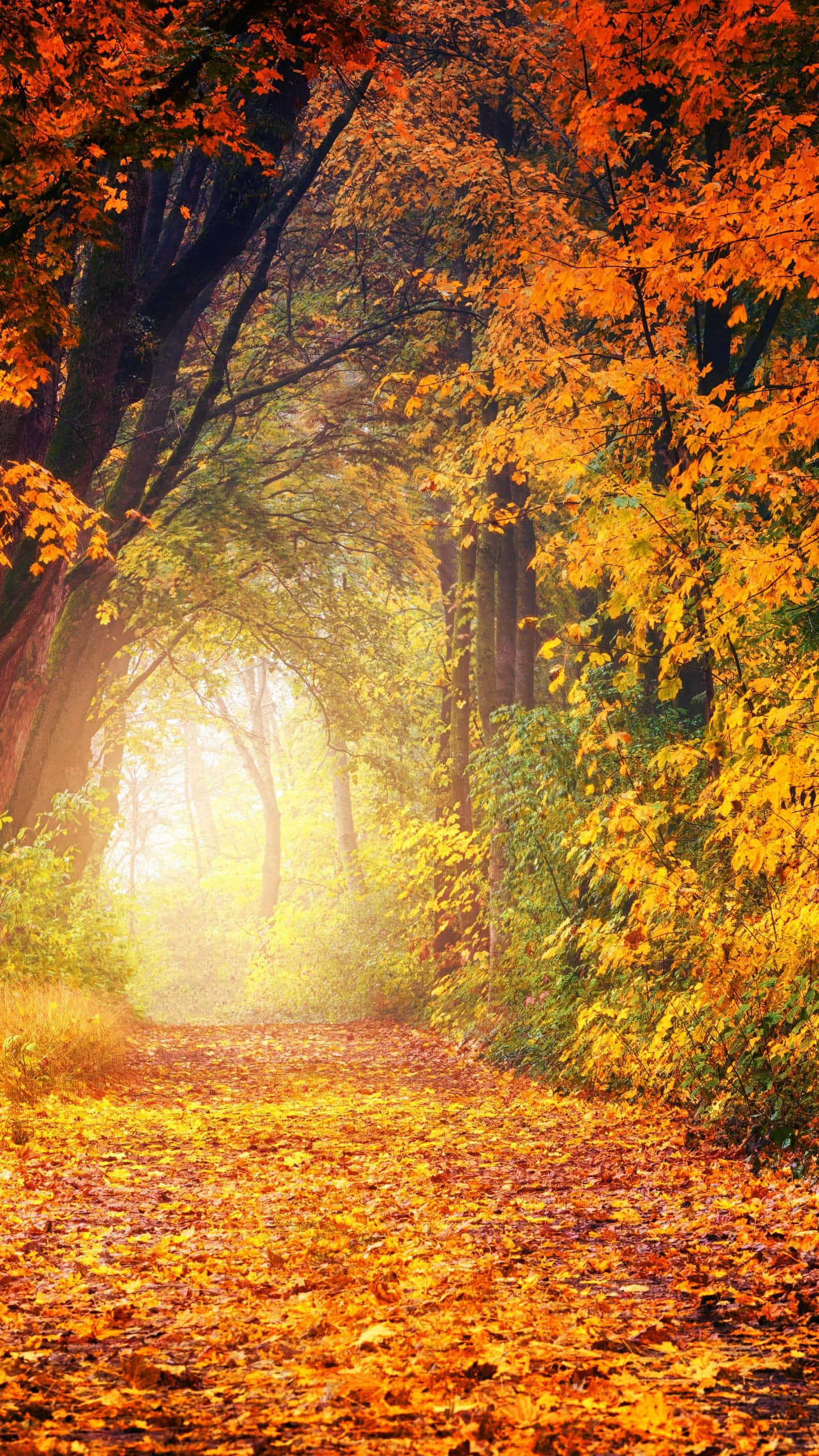Beautiful Fall iPhone 桌布 壁紙 — 一條陽光明媚的秋日森林小徑，鋪滿金色落葉，拱向閃爍迷霧的地平線。