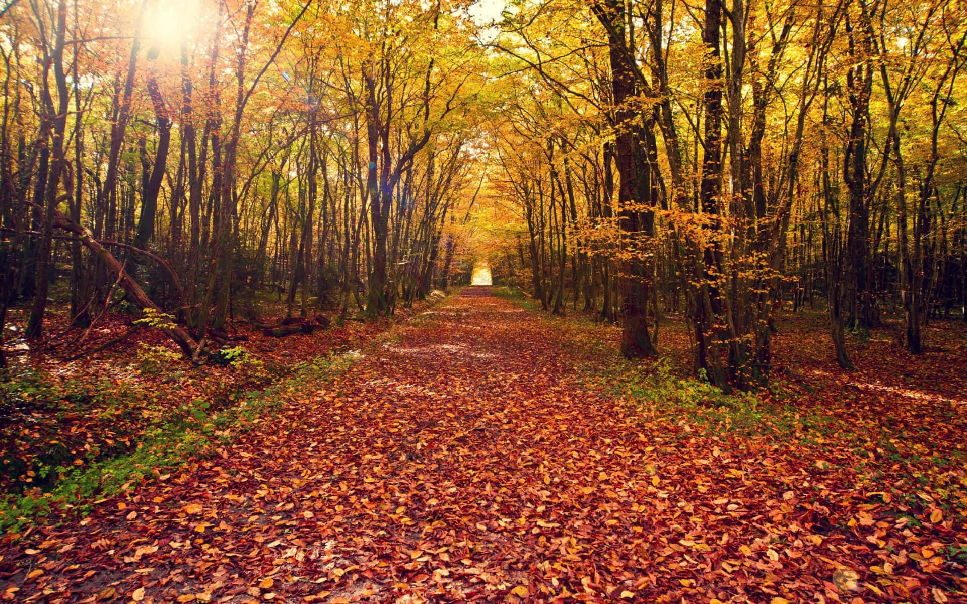 Autumn Trails 桌布 壁紙 — 一條陽光明媚的秋日森林小徑，鋪滿鮮豔的橙色樹葉，在高大的樹木間延伸至遠方。