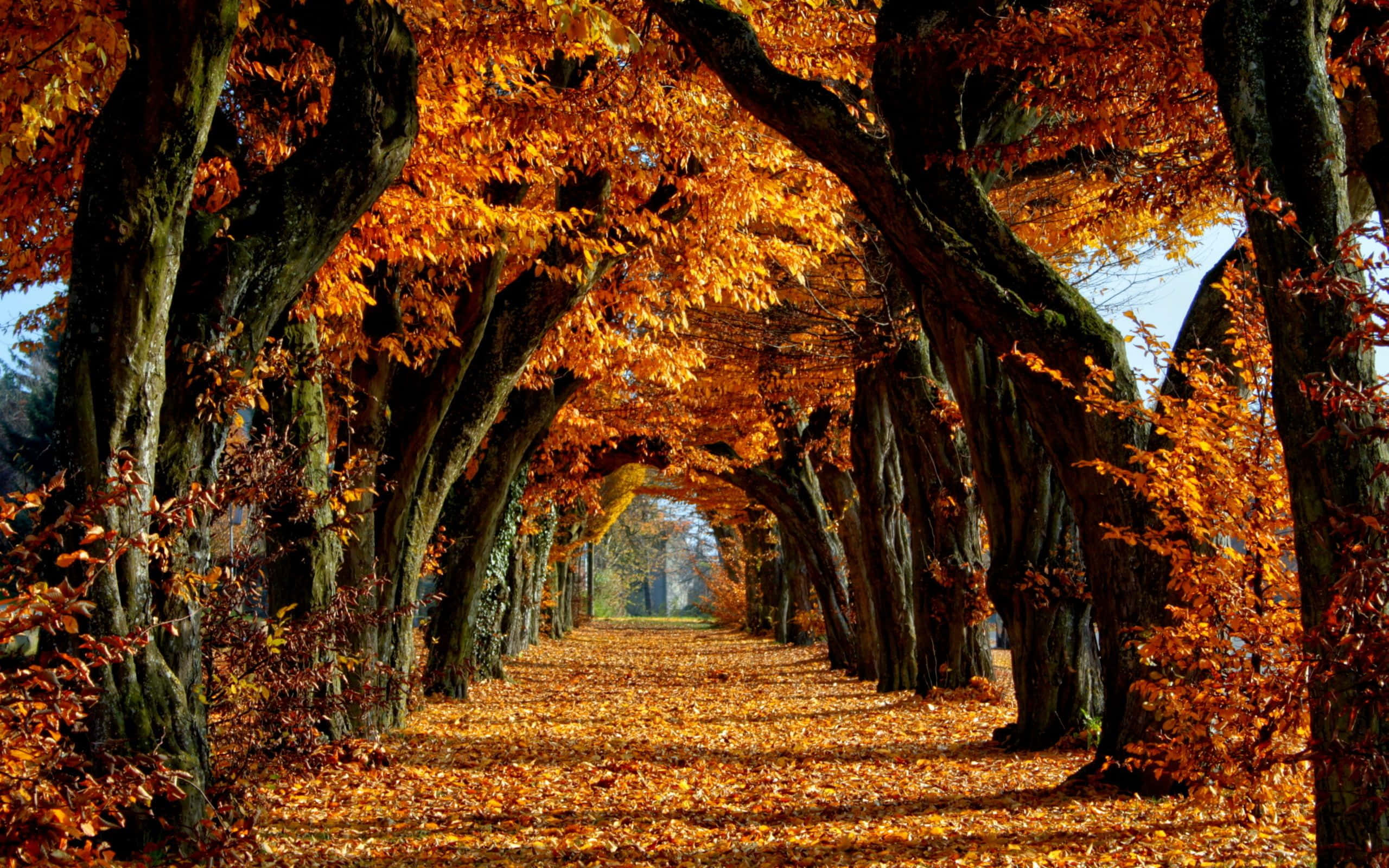 Fall Scenes 桌布 壁紙 — 一條陽光明媚的秋日樹木隧道，金色樹葉在頭頂拱起，鋪滿下方的小徑。