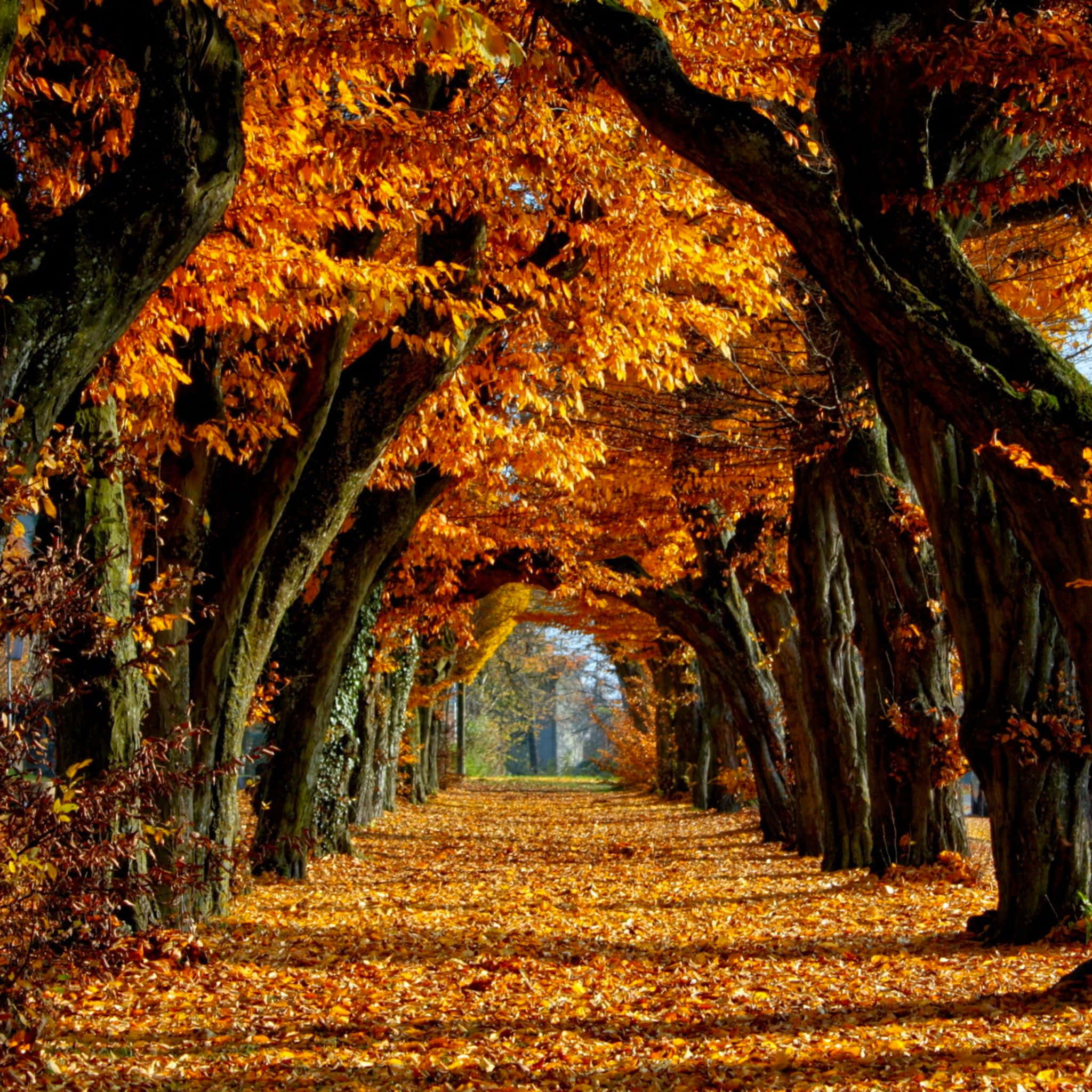 Fall iPad 桌布 壁紙 — 一條陽光明媚的秋日金色樹葉隧道，拱形覆蓋在古樹之間鋪滿落葉的小徑上。