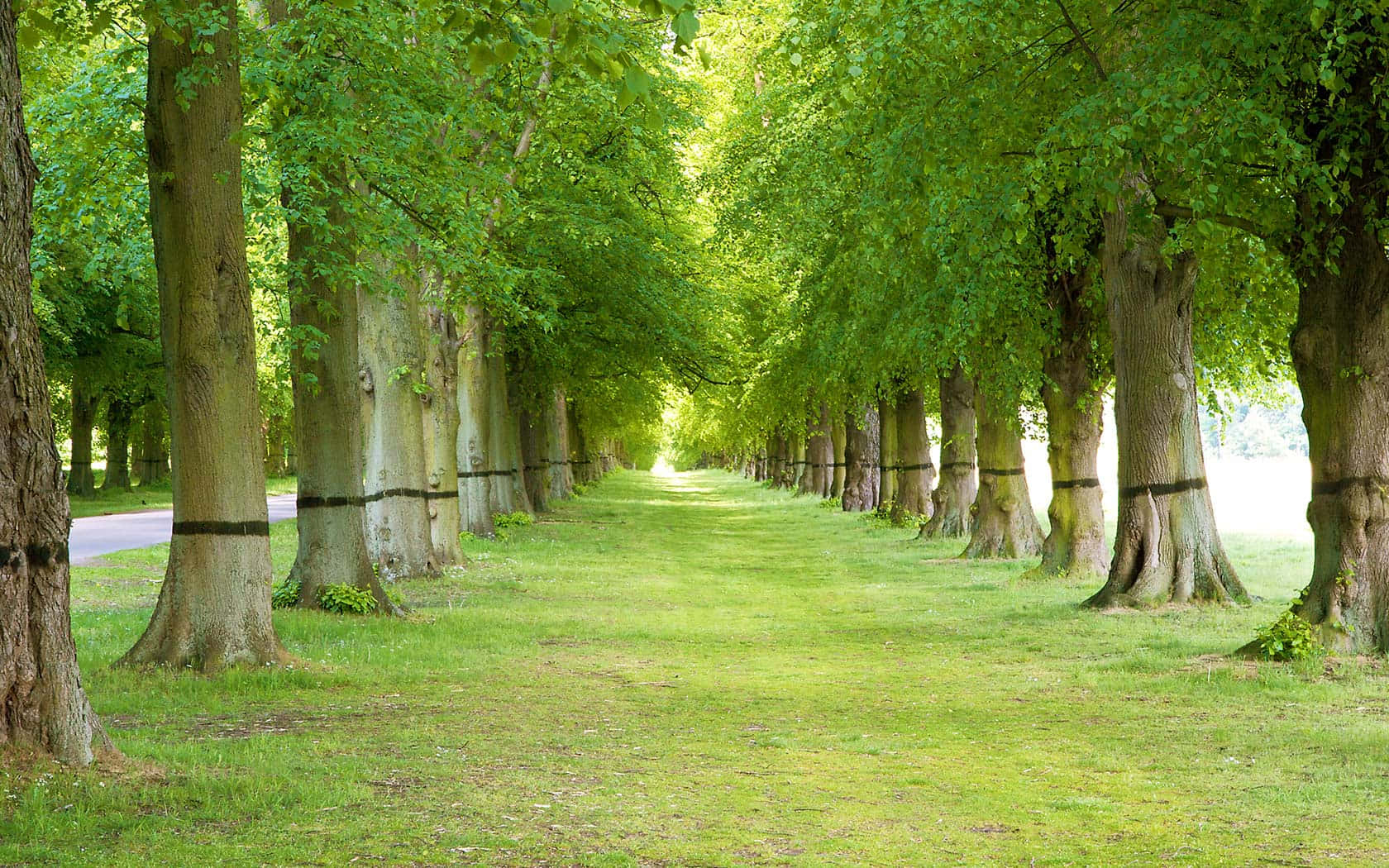 trees 桌布 壁紙 — 一條陽光明媚的草地小徑，在高大的樹木之間延伸，形成一條自然的綠色隧道。
