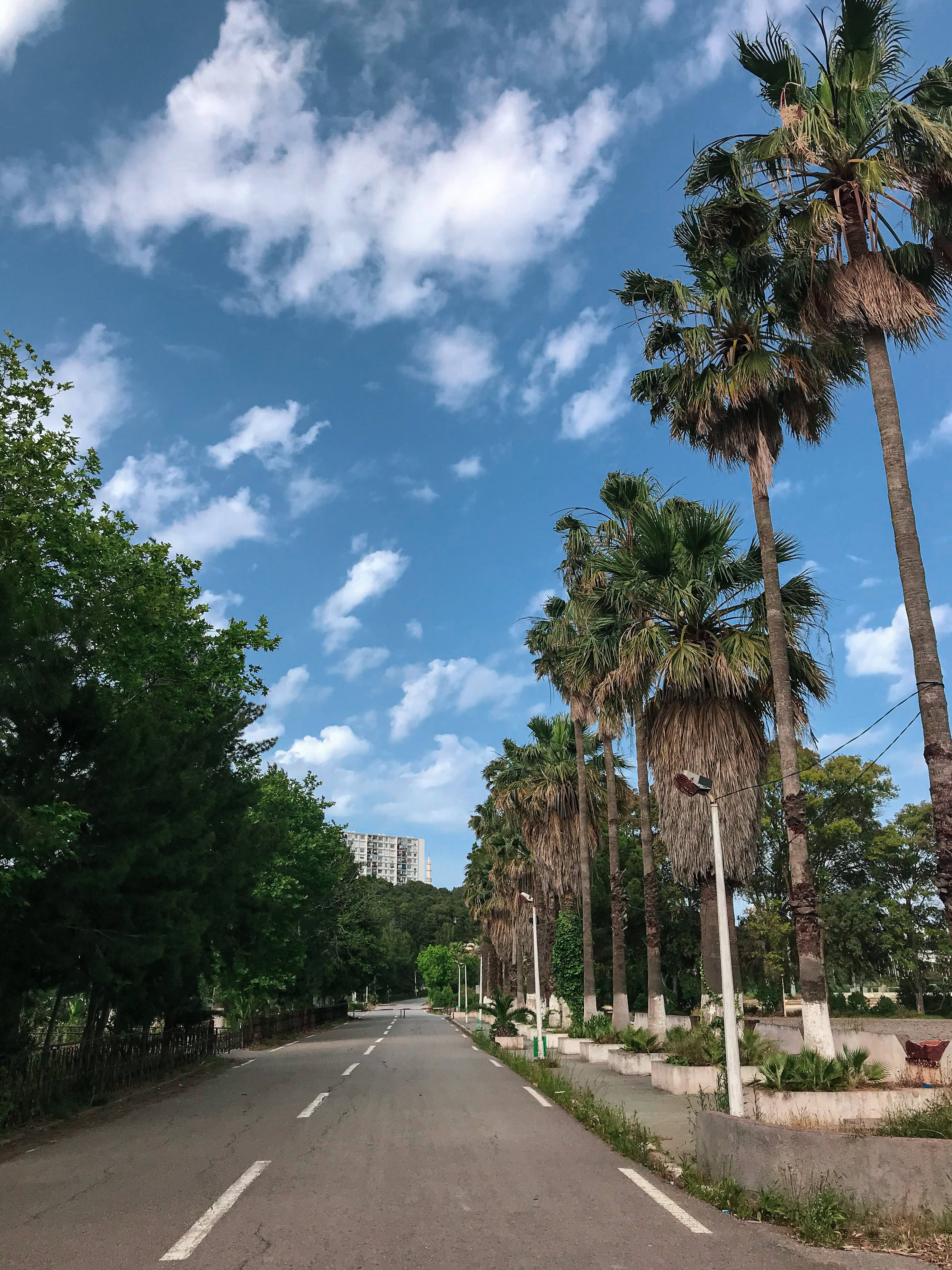 Algeria 桌布 壁紙 — 一條陽光明媚的道路，兩旁種滿高大的棕櫚樹和綠色植物，在明亮的藍天下有零星的白雲。