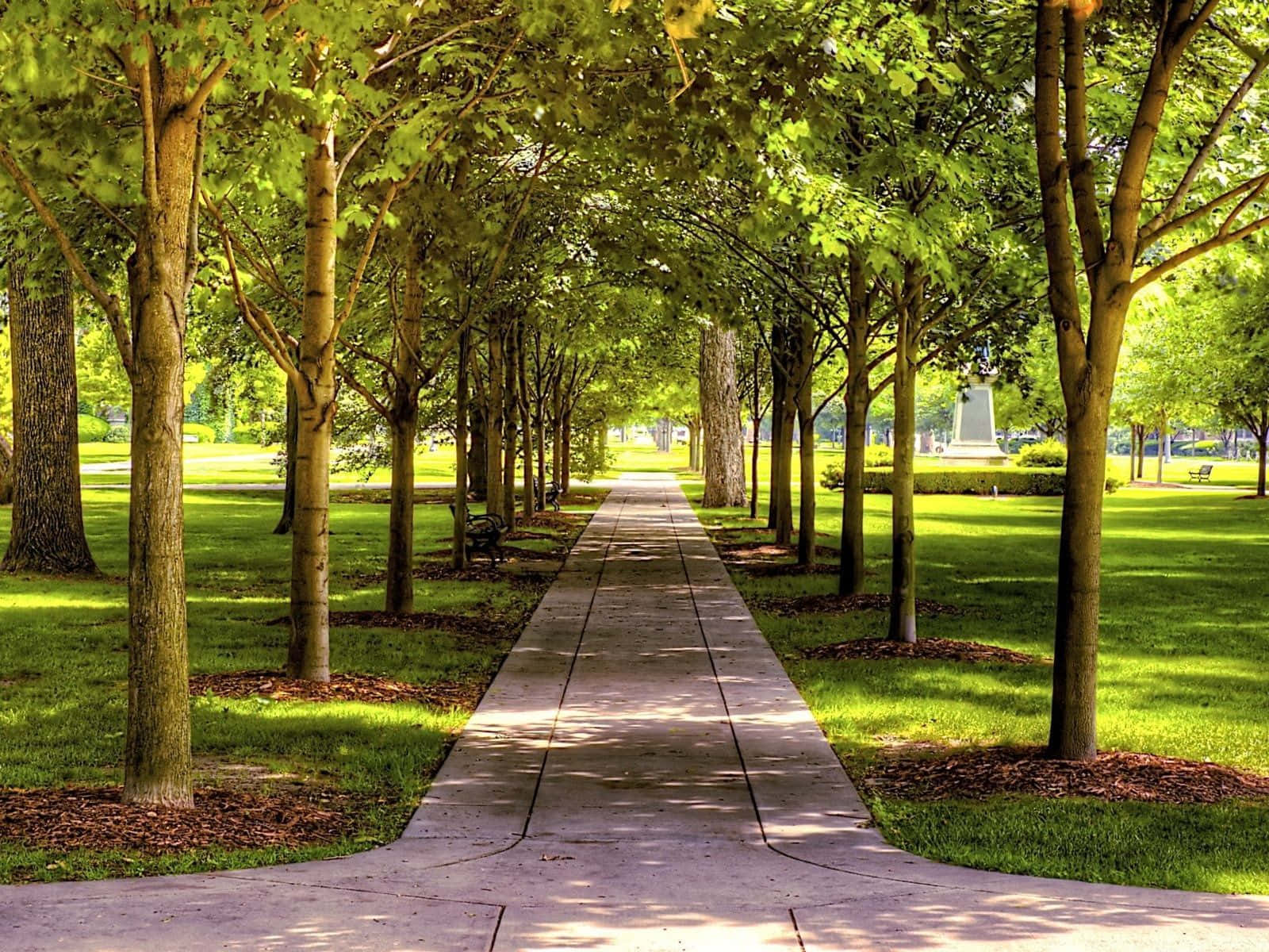 公園 桌布 壁紙 — 一條陽光普照、樹木成蔭的小徑，穿過鬱鬱蔥蔥的綠色公園，在混凝土步道上投下斑駁的陰影。