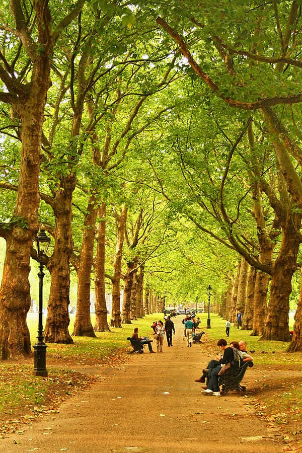trees 桌布 壁紙 — 一條陽光普照、綠樹成蔭的大道，人們在充滿活力的綠色樹冠下的長椅上放鬆身心。