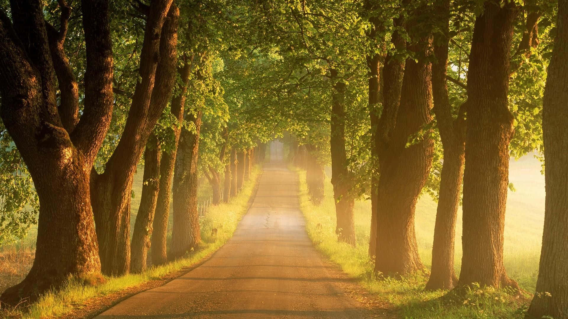 trees 桌布 壁紙 — 一條陽光普照、綠樹成蔭的道路延伸至朦朧的遠方，沐浴在穿過茂密綠葉的金色晨光中。
