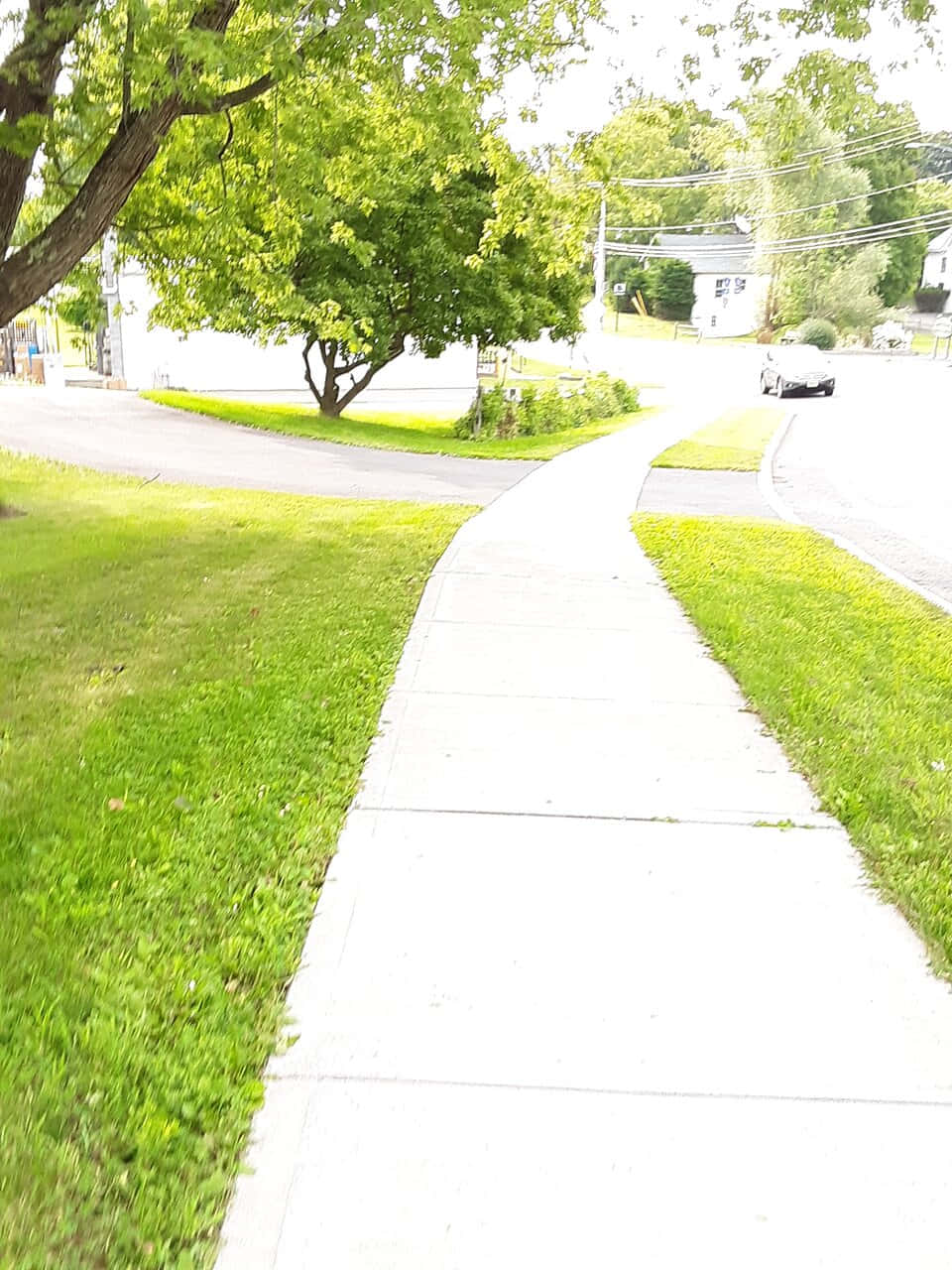 Sidewalk 桌布 壁紙 — 一條陽光普照的人行道蜿蜒穿過綠樹成蔭的郊區，背景有樹木和房屋。