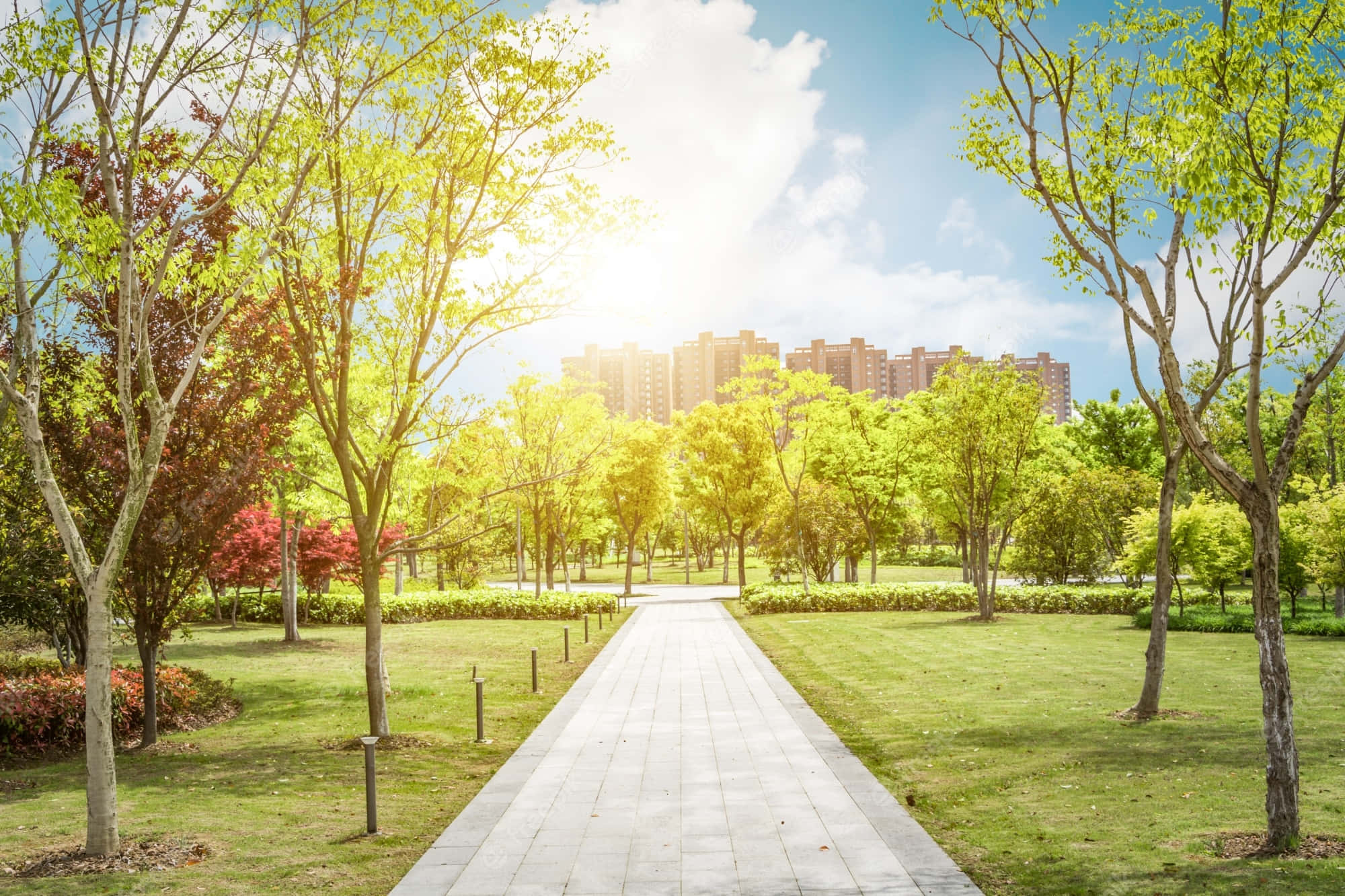 公園 桌布 壁紙 — 一條陽光普照的公園小徑，兩旁種滿鮮豔的綠色和紅色樹木，在明亮的藍天下通往遠處的公寓大樓。