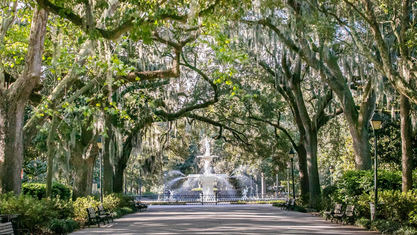 Savannah 桌布 壁紙 — 一條陽光普照的公園小徑，兩旁長滿苔蘚的活橡樹，通往綠色樹冠下的白色噴泉。