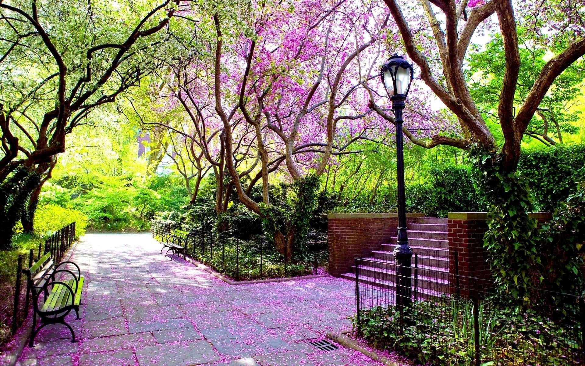 Spring Weather 桌布 壁紙 — 一條陽光普照的公園小徑，兩旁開滿紫色花朵的樹木和綠色樹葉，石徑上散落著花瓣。