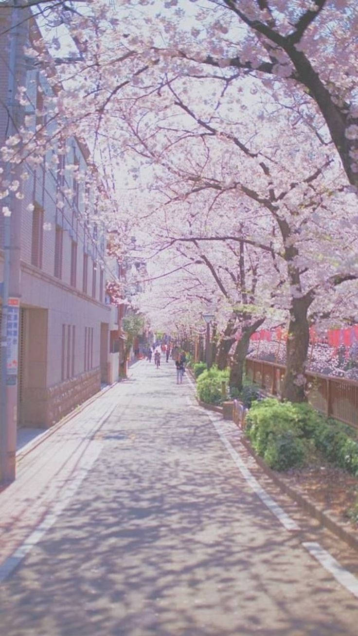 櫻花 桌布 壁紙 — 一條陽光普照的城市小巷，兩旁種滿盛開的櫻花樹，在人行道上投下斑駁的樹影。
