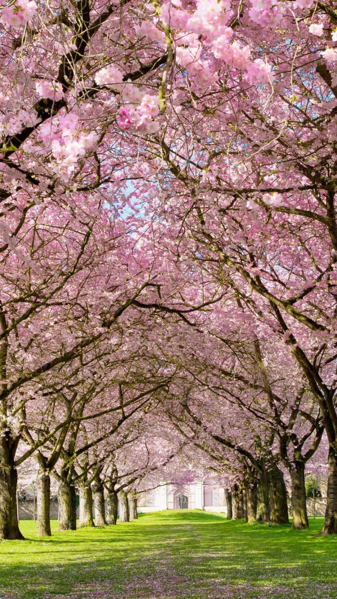 Spring Weather 桌布 壁紙 — 一條陽光普照的小徑，兩旁種滿盛開的粉紅色櫻花樹，樹枝在頭頂拱起，形成一個花卉天篷。