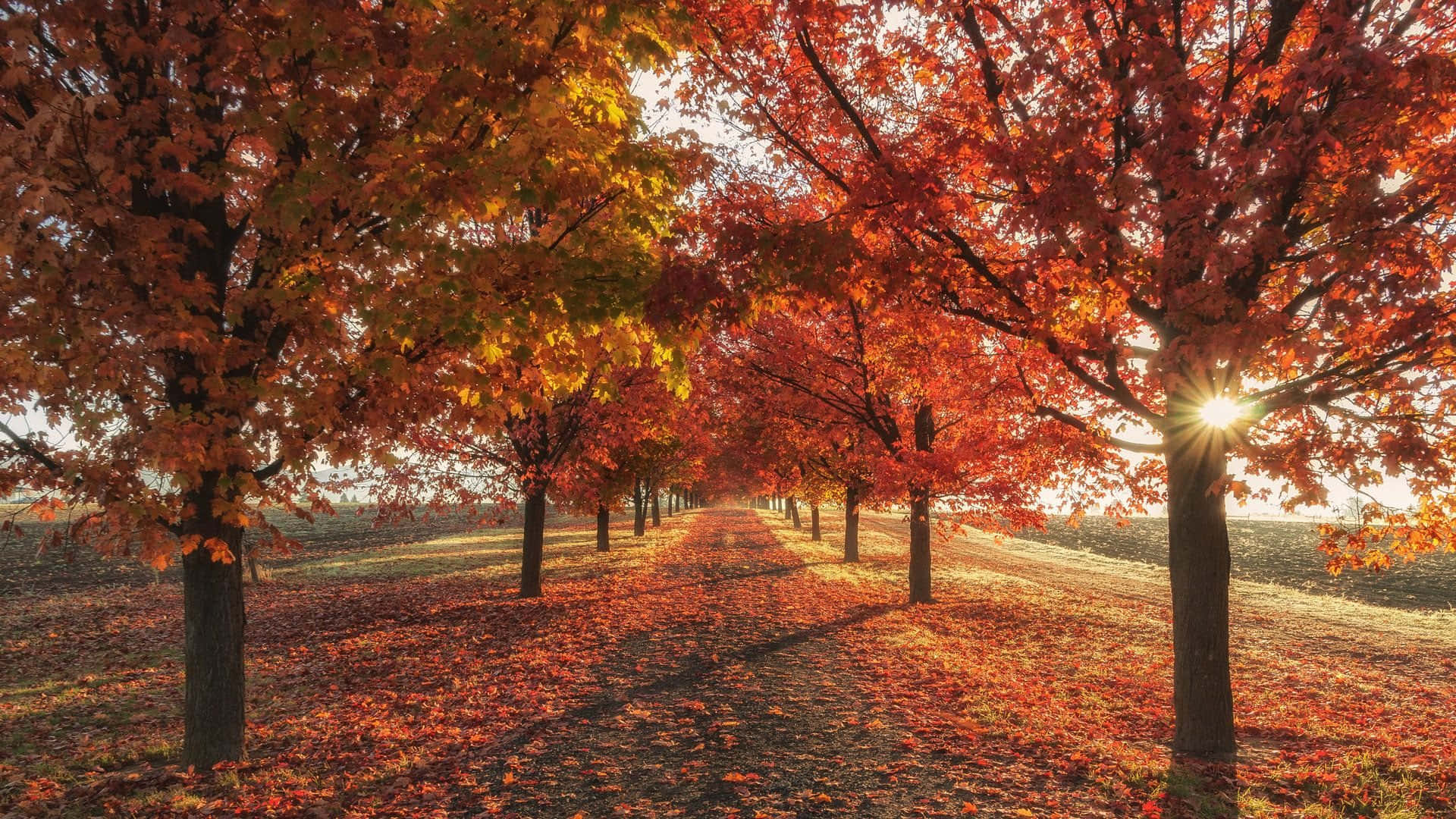 Fall Leaves 桌布 壁紙 — 一條陽光普照的小徑蜿蜒穿過一排排火紅和橙色的楓樹，在秋天的落葉地毯上投下長長的影子。