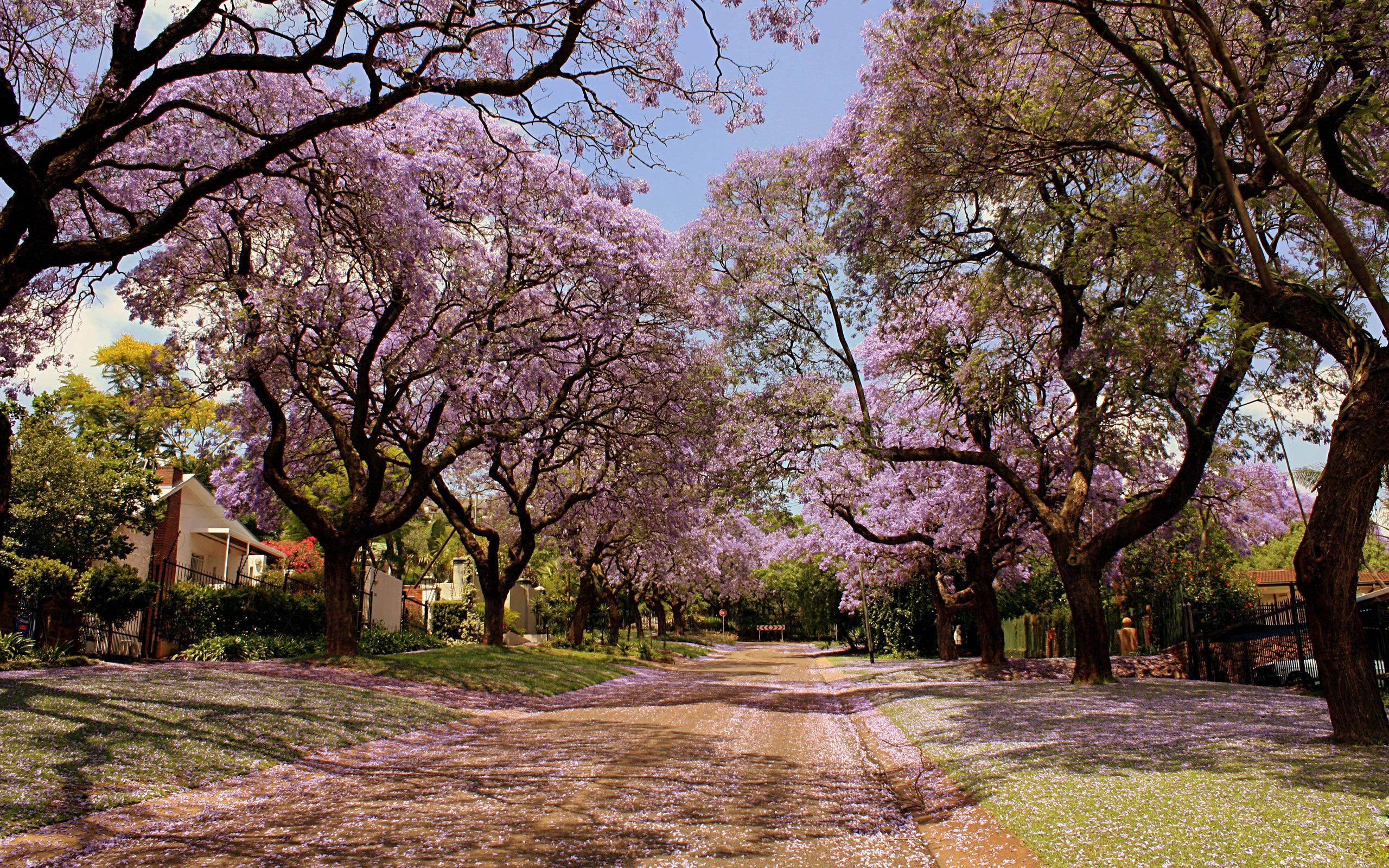 Most Beautiful Nature 桌布 壁紙 — 一條陽光普照的小徑蜿蜒穿過一條盛開的紫色藍花楹樹隧道，花瓣鋪滿地面。