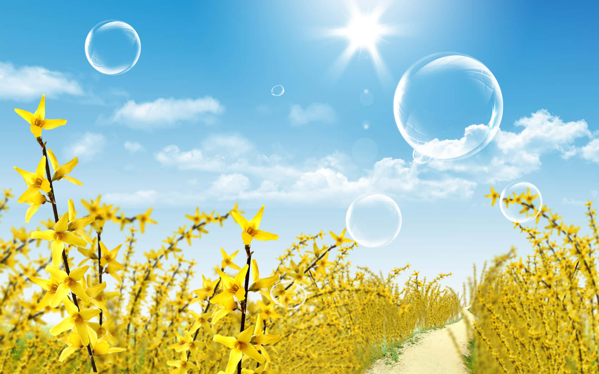 Bright 桌布 壁紙 — 一條陽光普照的小徑蜿蜒穿過一片充滿活力的黃色連翹花田，漂浮的肥皂泡映襯著明亮的藍天。