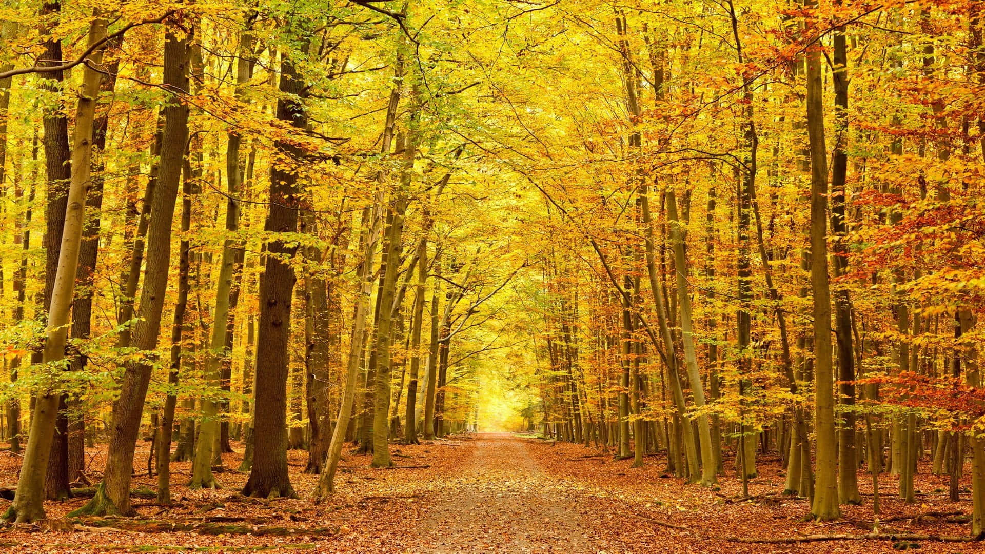 Autumn Trails 桌布 壁紙 — 一條陽光普照的小徑蜿蜒穿過一片茂密的森林，森林裡金黃色的秋葉如火般絢爛。