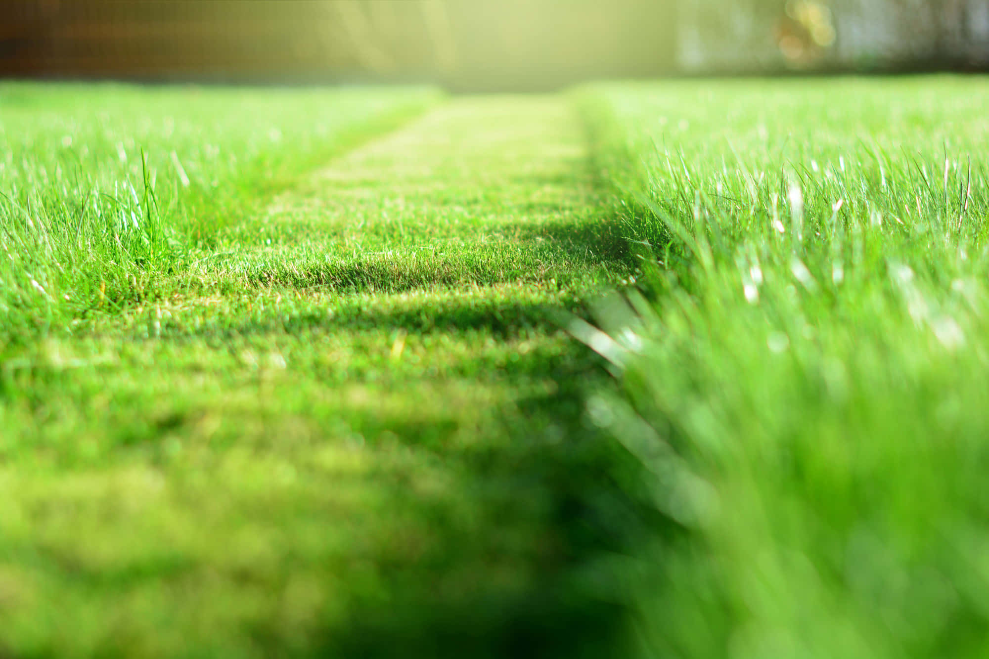 Grass 桌布 壁紙 — 一條陽光普照的小徑蜿蜒穿過充滿活力的綠草，背景帶有柔和散景。
