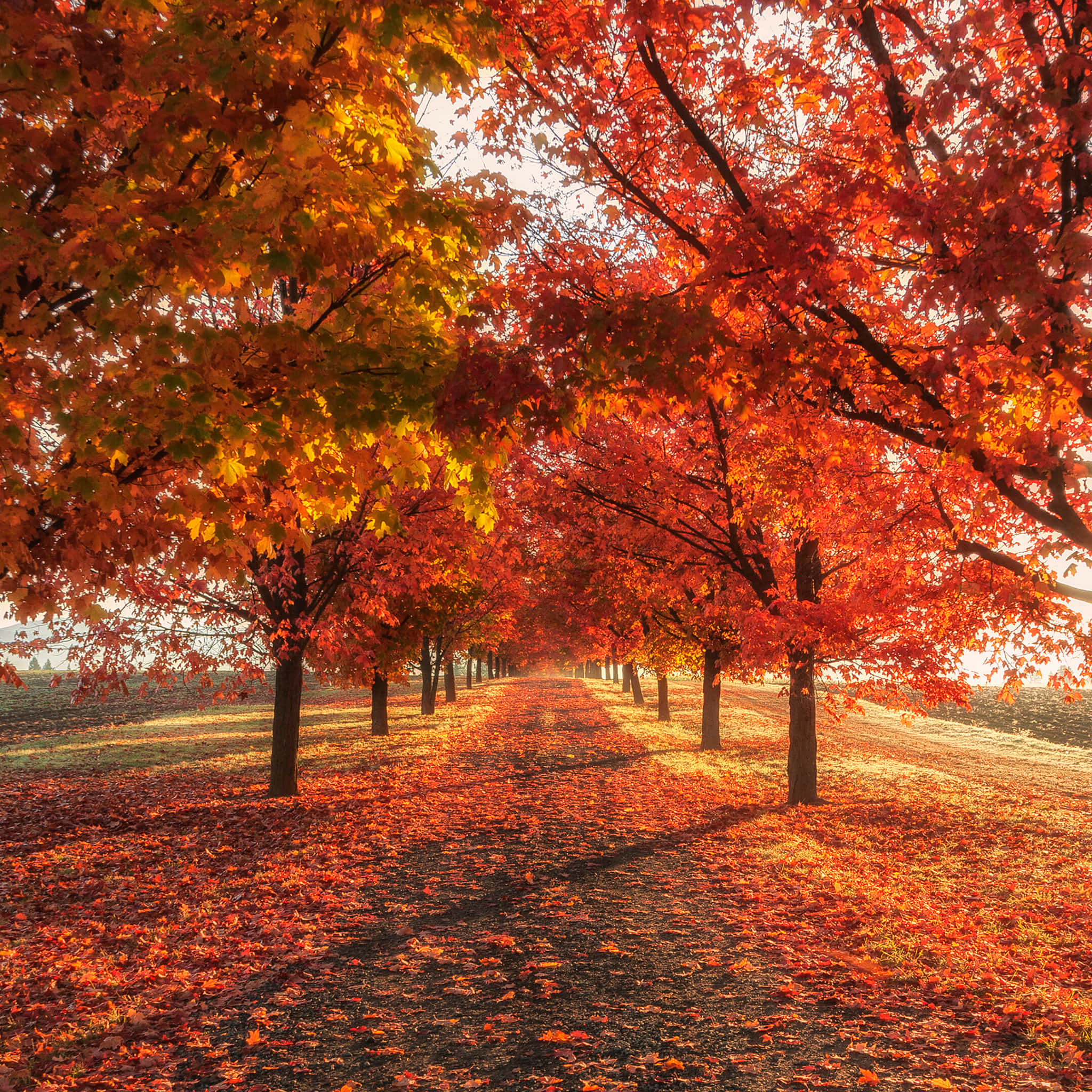 Fall 桌布 壁紙 — 一條陽光普照的小徑蜿蜒穿過火紅和金黃色楓樹組成的隧道，落葉鋪滿地面。