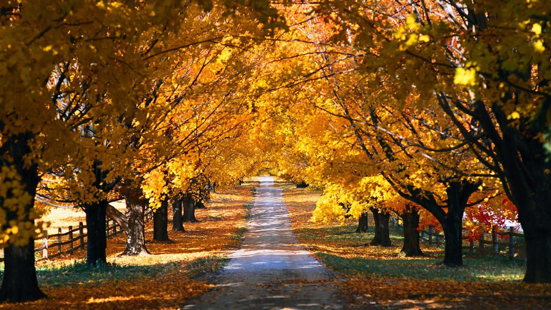 Fall Town 桌布 壁紙 — 一條陽光普照的小徑蜿蜒穿過金色秋樹的隧道，落葉鋪滿地面。