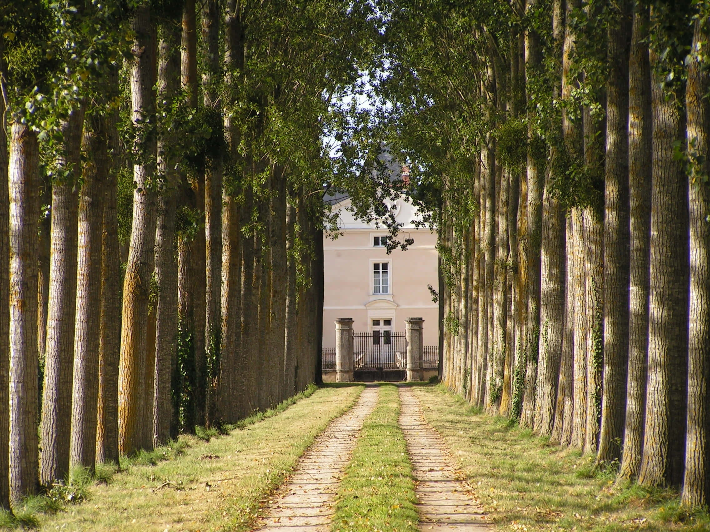 Driveway Ideas 桌布 壁紙 — 一條陽光普照的木製小路蜿蜒穿過對稱的高大樹木大道，通往一座被綠色樹葉環繞的淺色豪宅。