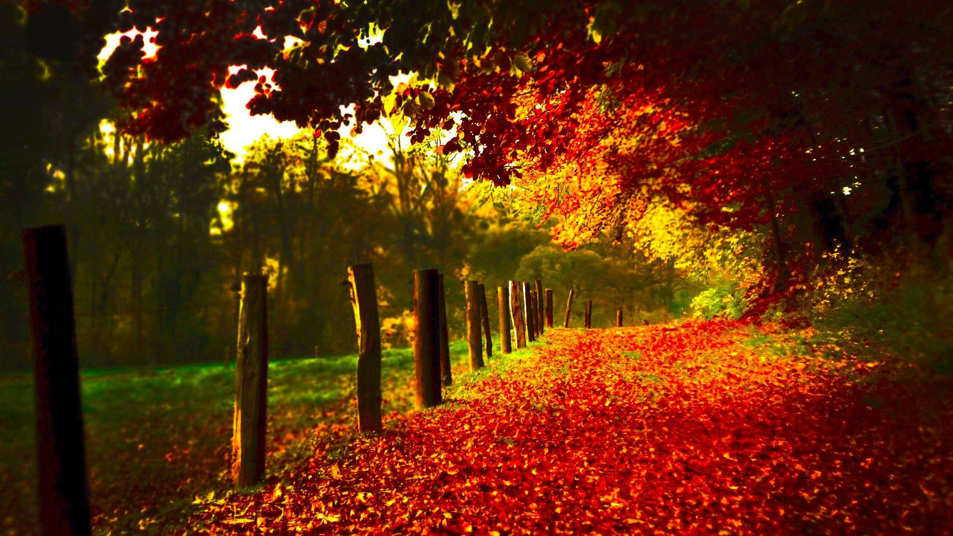 HD Scenery 桌布 壁紙 — 一條陽光普照的森林小徑，鋪滿鮮豔的紅色秋葉，旁邊有木柵欄。