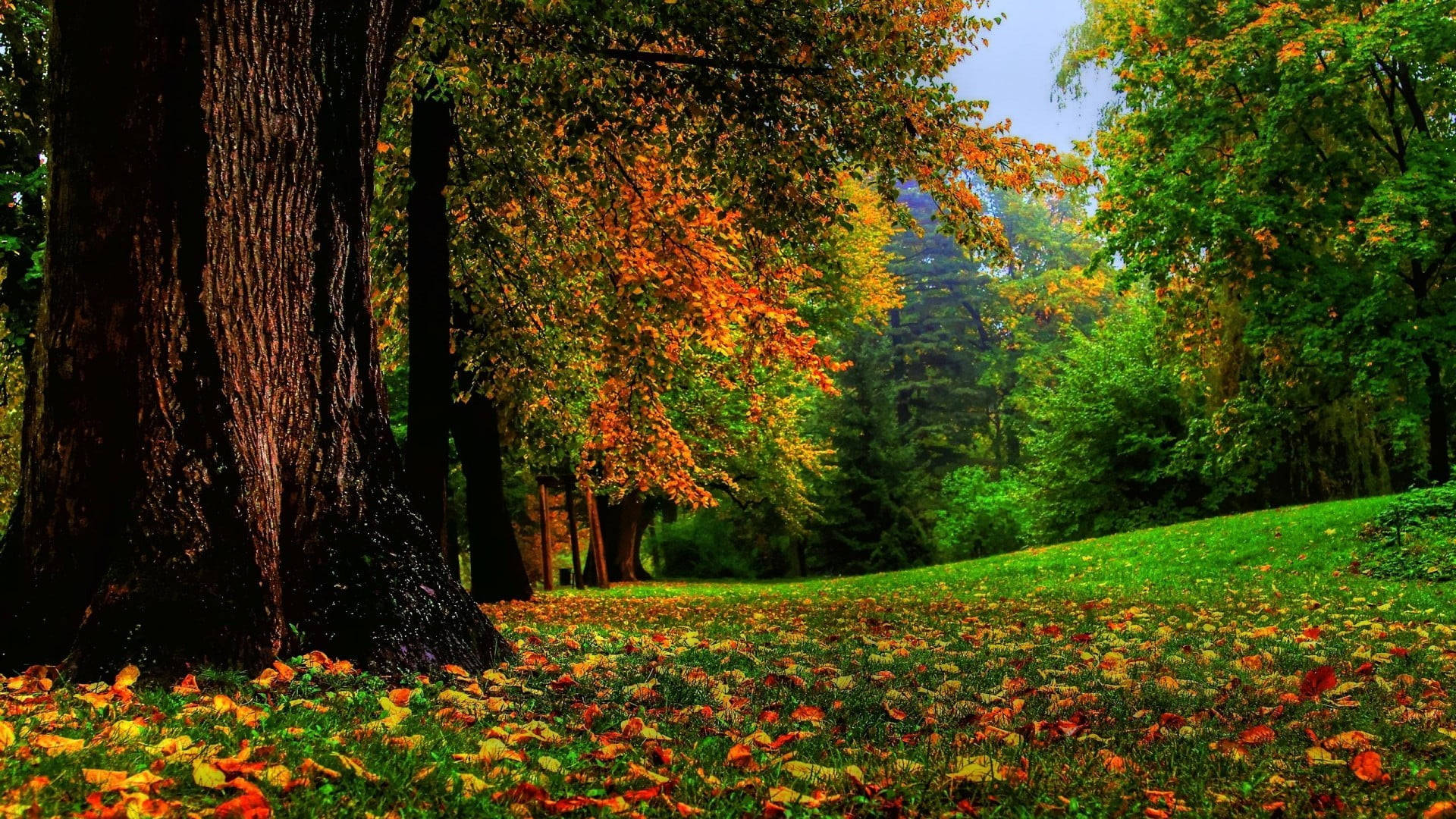 Autumn Leaves 桌布 壁紙 — 一條陽光普照的森林小徑，鋪滿鮮豔的橙色和黃色秋葉，高聳的樹木下是茂密的綠色和火紅的樹葉。