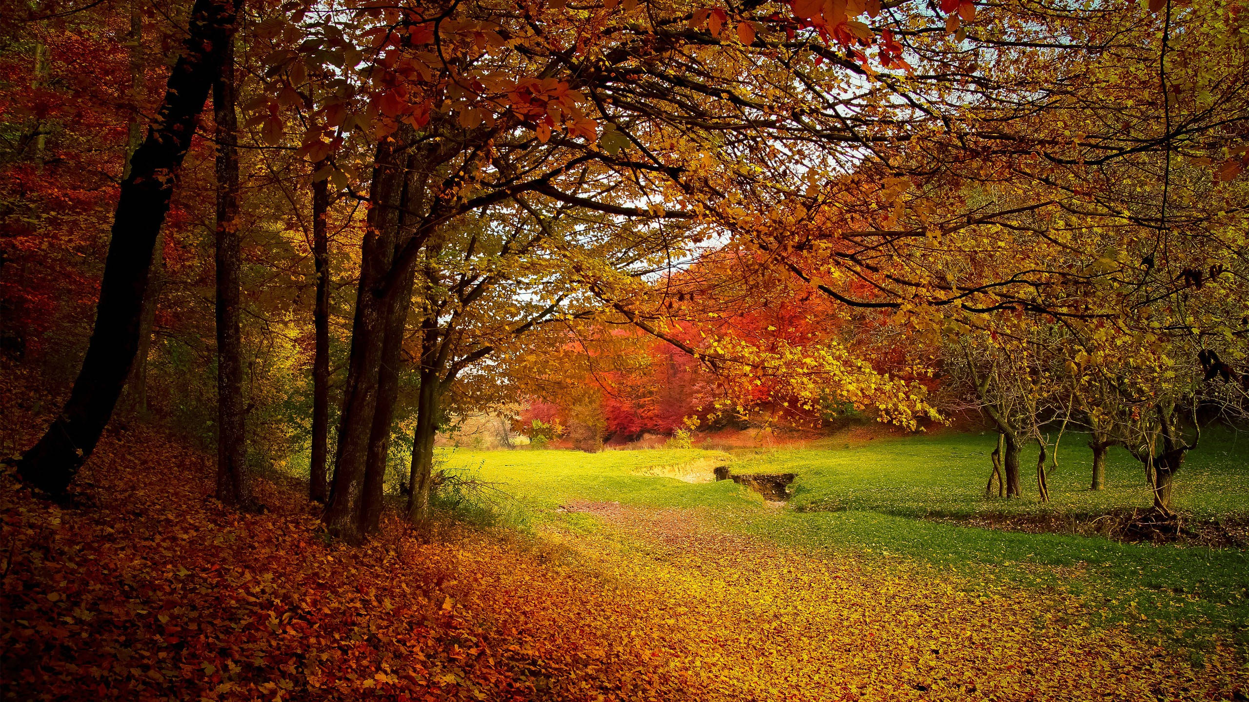 Autumn Season 桌布 壁紙 — 一條陽光普照的森林小徑蜿蜒穿過充滿活力的秋樹，紅橙色的樹葉鋪滿地面。