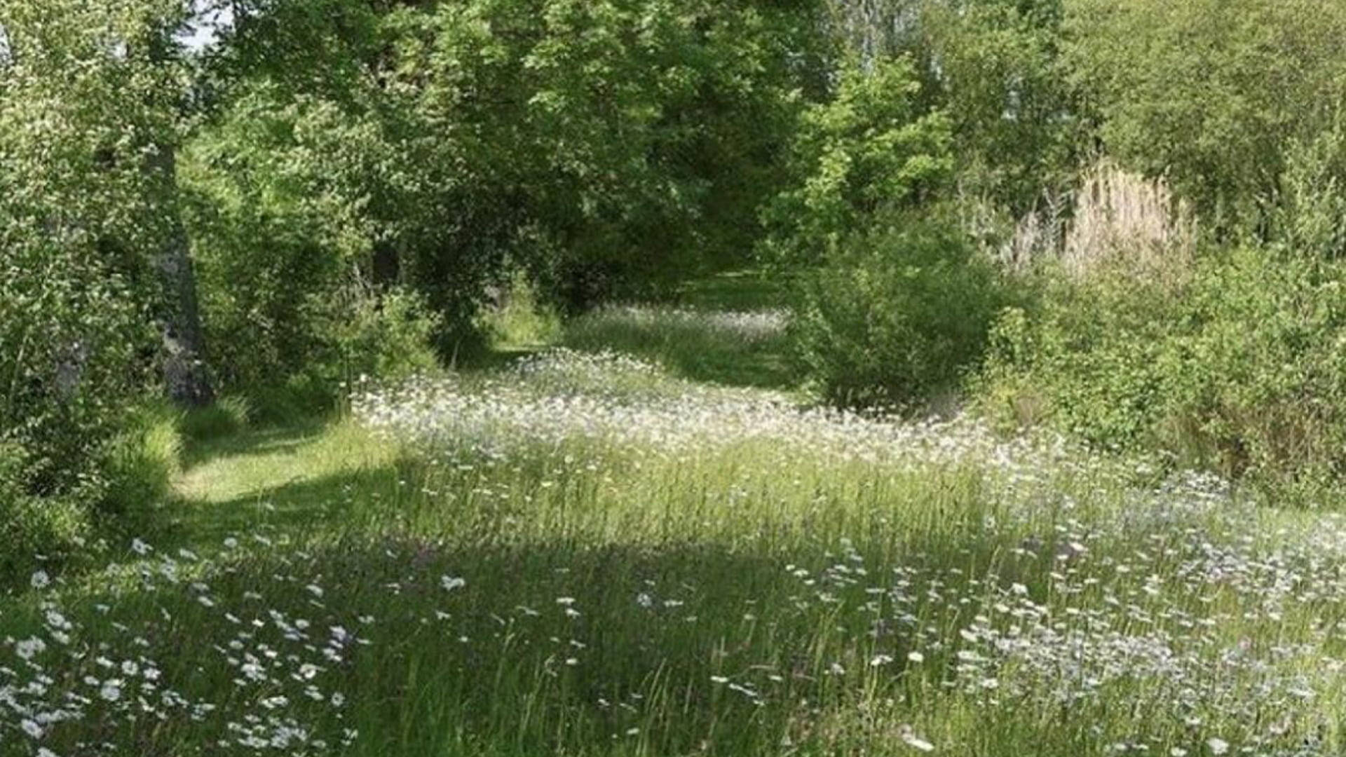 一條兩旁開滿野花的草地小徑，穿過陽光明媚的森林。 — 田園風 GIF 壁紙