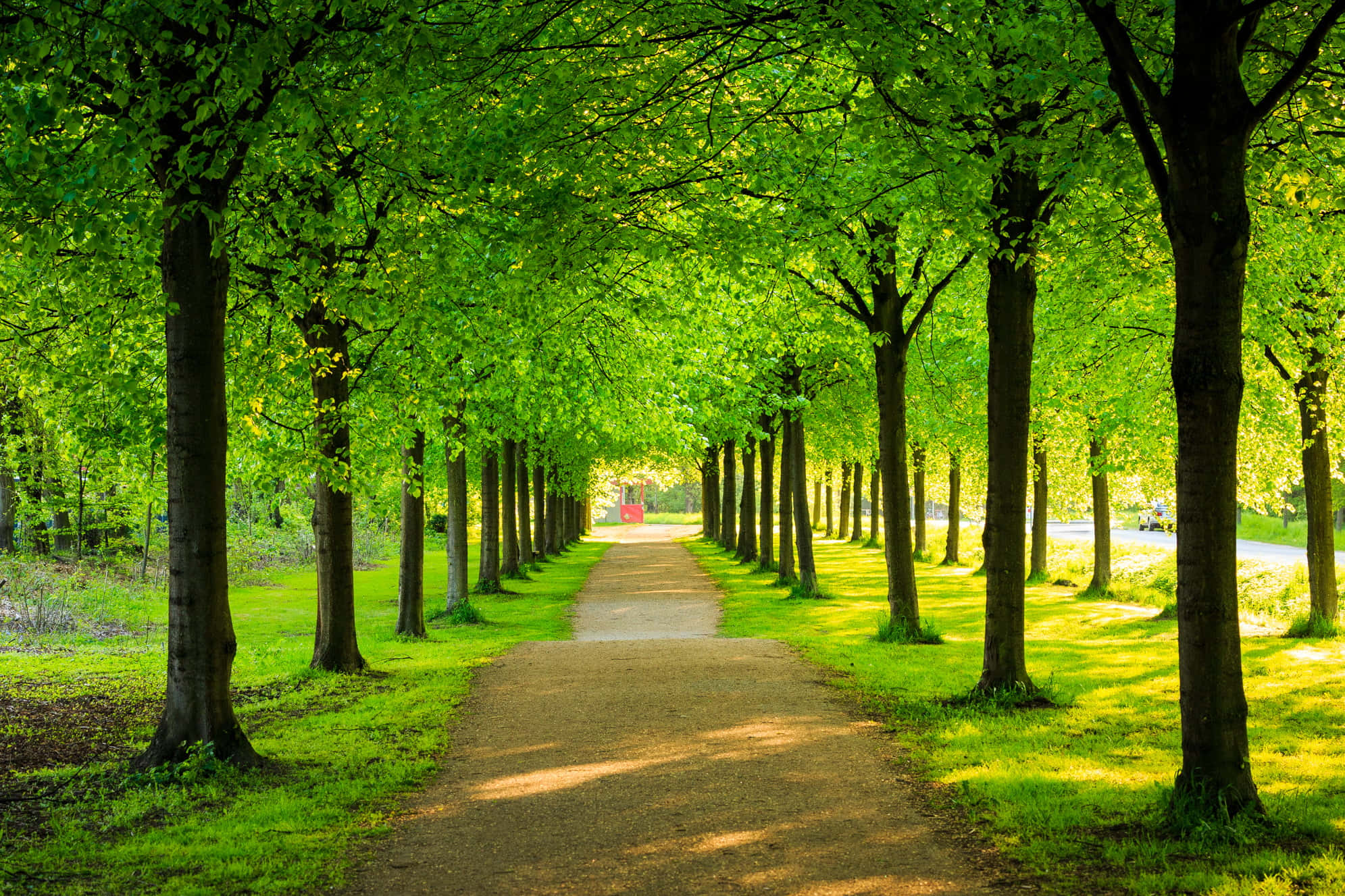 trees 桌布 壁紙 — 一條陽光普照的泥土小徑蜿蜒穿過寧靜公園中高大樹木形成的充滿活力的綠色隧道。