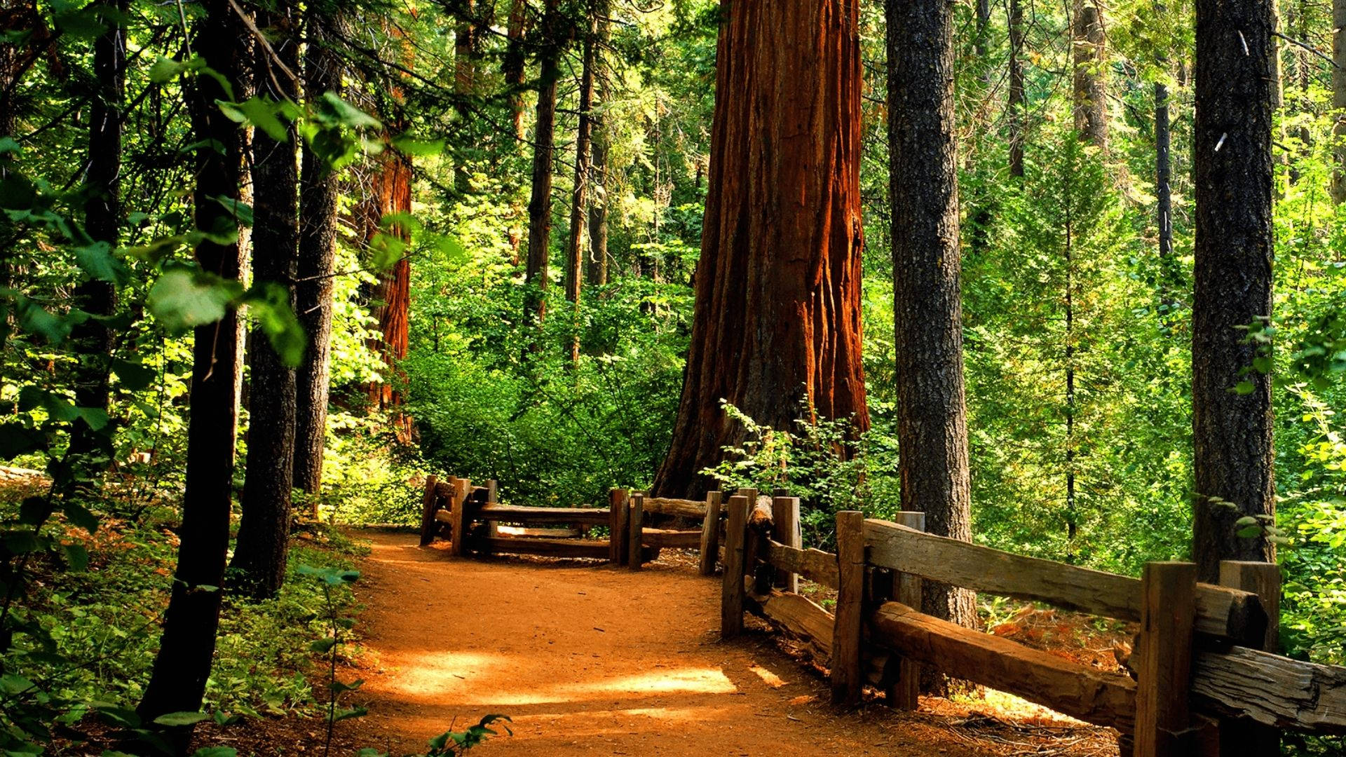 Redwood 桌布 壁紙 — 一條陽光普照的泥土小徑蜿蜒穿過茂密的紅杉林，樹上點綴著斑駁的綠葉。