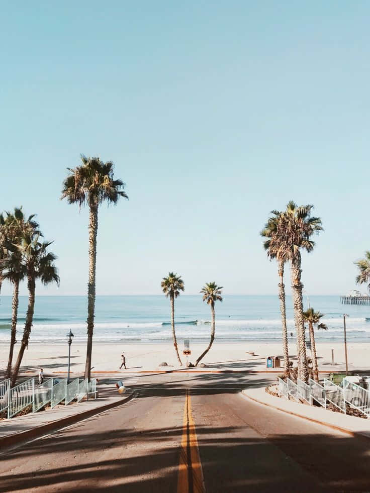 Palm Trees Beach 桌布 壁紙 — 一條陽光普照的海岸道路，兩旁種滿高大的棕櫚樹，通往沙灘和海洋，天空清澈湛藍。