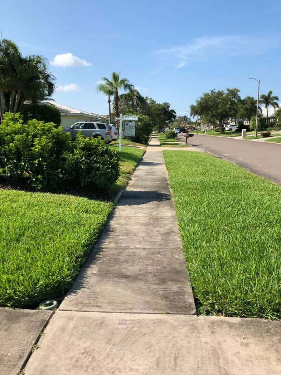Sidewalk 桌布 壁紙 — 一條陽光普照的混凝土人行道蜿蜒穿過綠樹成蔭的郊區社區，兩旁種滿棕櫚樹和修剪整齊的草坪。