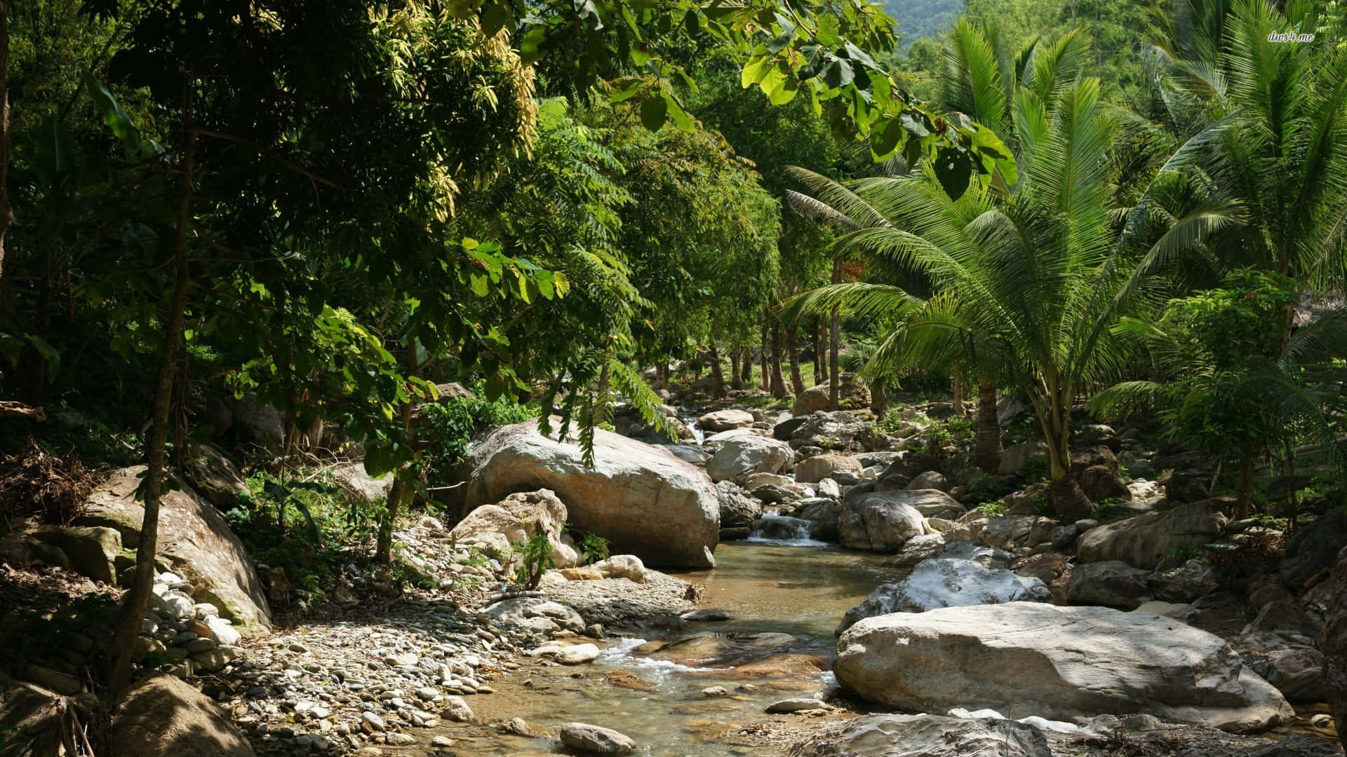 Stream 桌布 壁紙 — 一條陽光普照的熱帶溪流蜿蜒穿過茂密的綠色叢林，有棕櫚樹和長滿苔蘚的岩石。