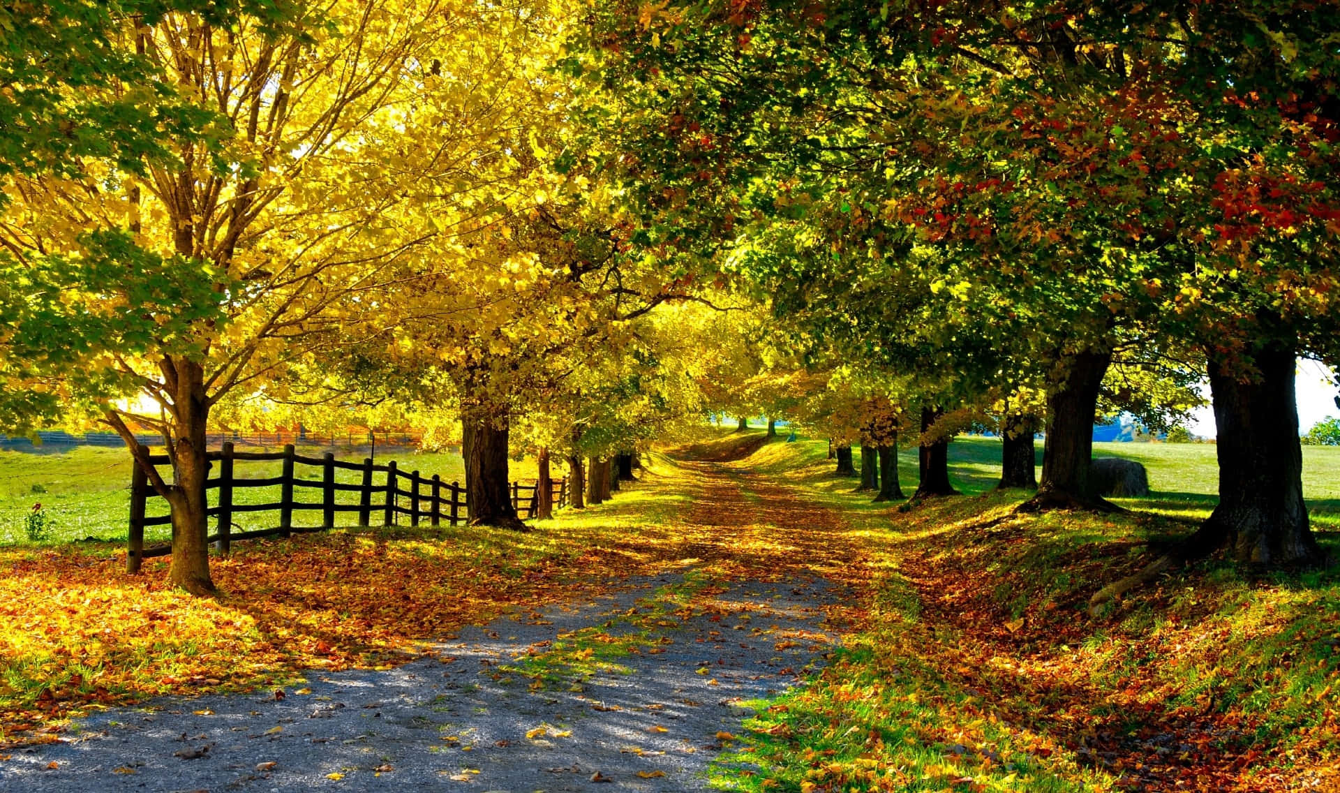 Fall Country 桌布 壁紙 — 一條陽光普照的碎石路蜿蜒穿過充滿活力的秋日森林，金色樹葉鋪滿地面，左側排列著木柵欄。