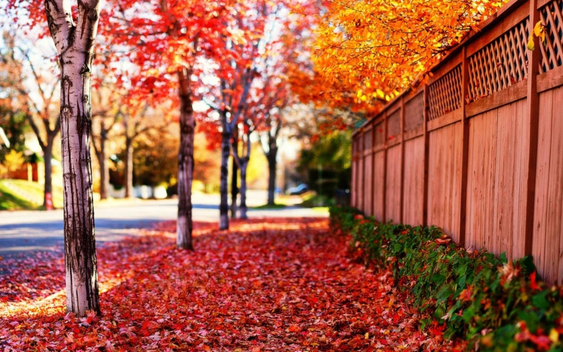 秋日人行道在明亮陽光下鋪滿紅色和橙色落葉。 — 秋天動圖 壁紙