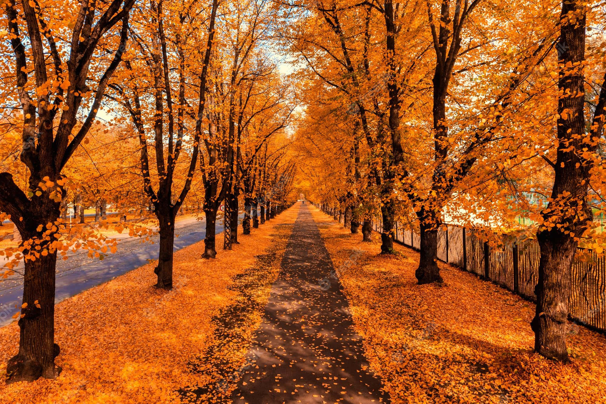 Autumn Trails 桌布 壁紙 — 一條陽光普照的秋日小徑，兩旁金黃的樹木和落葉營造出溫暖發光的隧道效果。