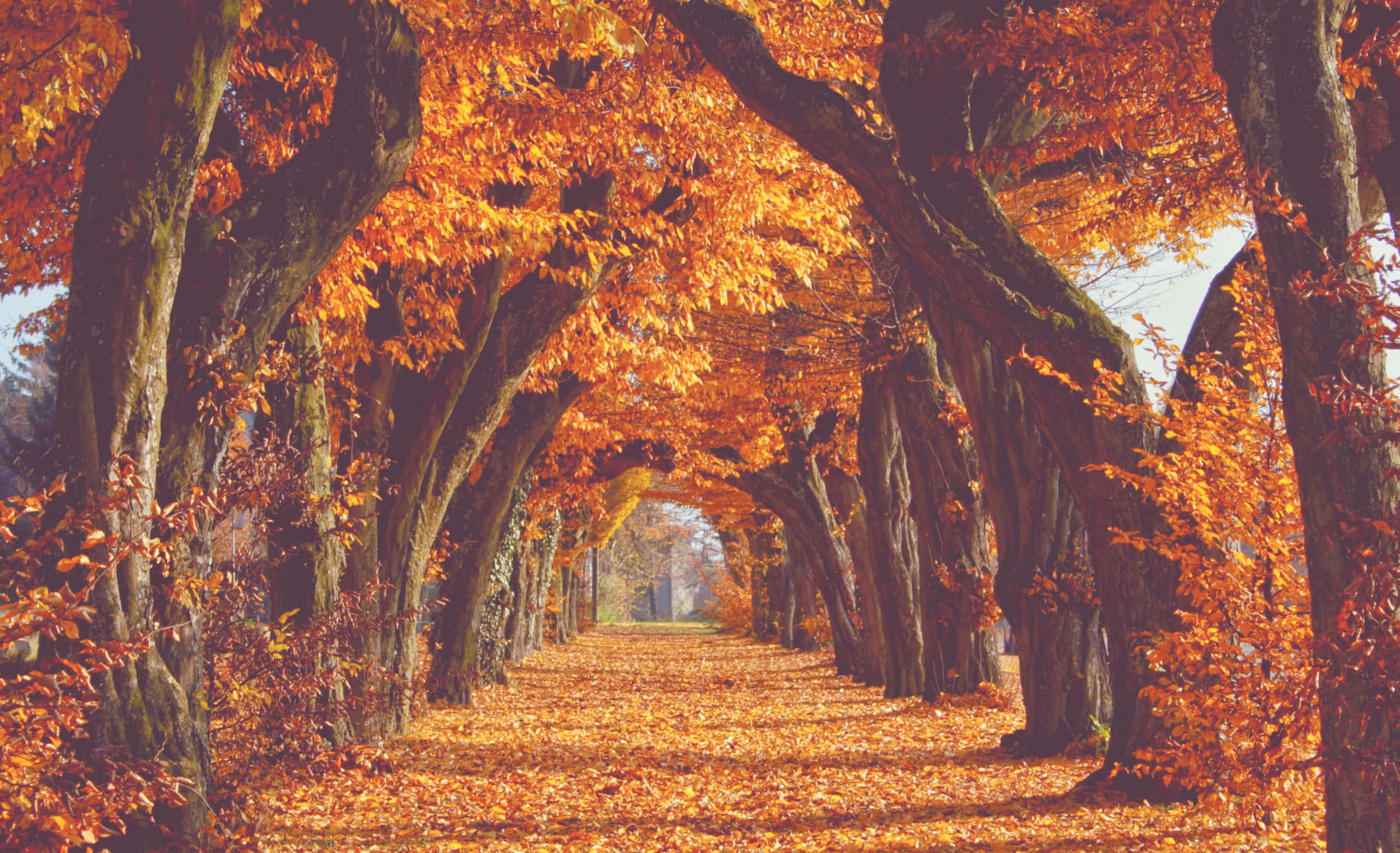 Tumblr Autumn Desktop 桌布 壁紙 — 一條陽光普照的秋日小徑，兩旁高聳的樹木在頭頂彎成拱形，樹葉呈現火紅的橙色。