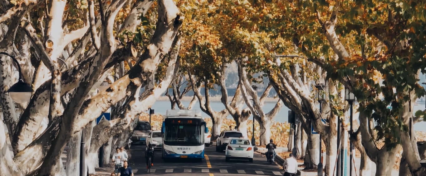 風景 桌布 壁紙 — 一條陽光普照的街道，兩旁種有高大的樹木，樹皮白色，秋葉金黃，汽車和行人從樹冠下經過。