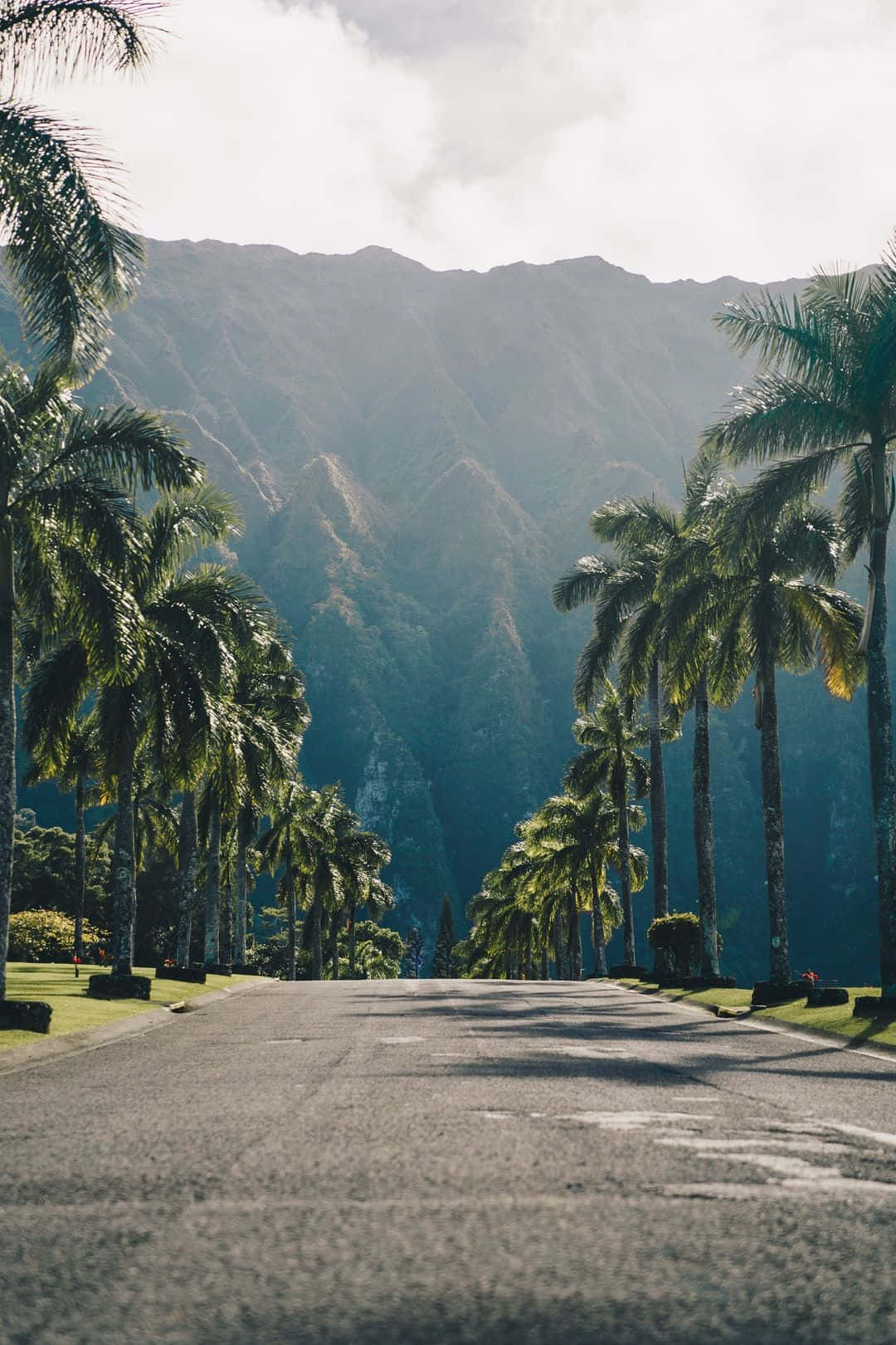Hawaiian 桌布 壁紙 — 一條陽光普照的道路，兩旁種滿高大的棕櫚樹，通向明亮的天空下高聳的綠色山脈。
