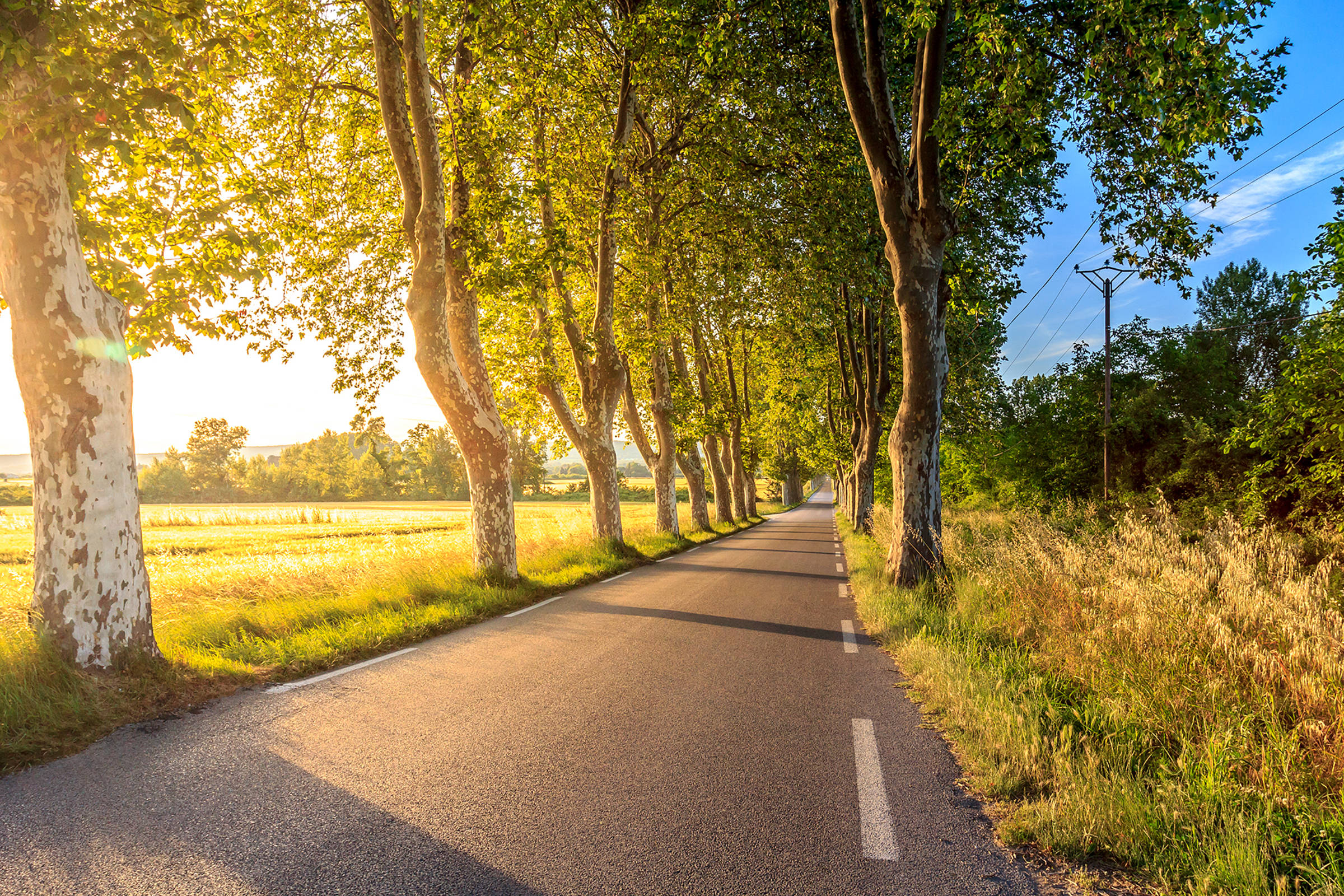 Road 桌布 壁紙 — 一條陽光普照的道路蜿蜒穿過高聳樹木形成的隧道，金黃色的樹葉在瀝青上投下長長的影子。