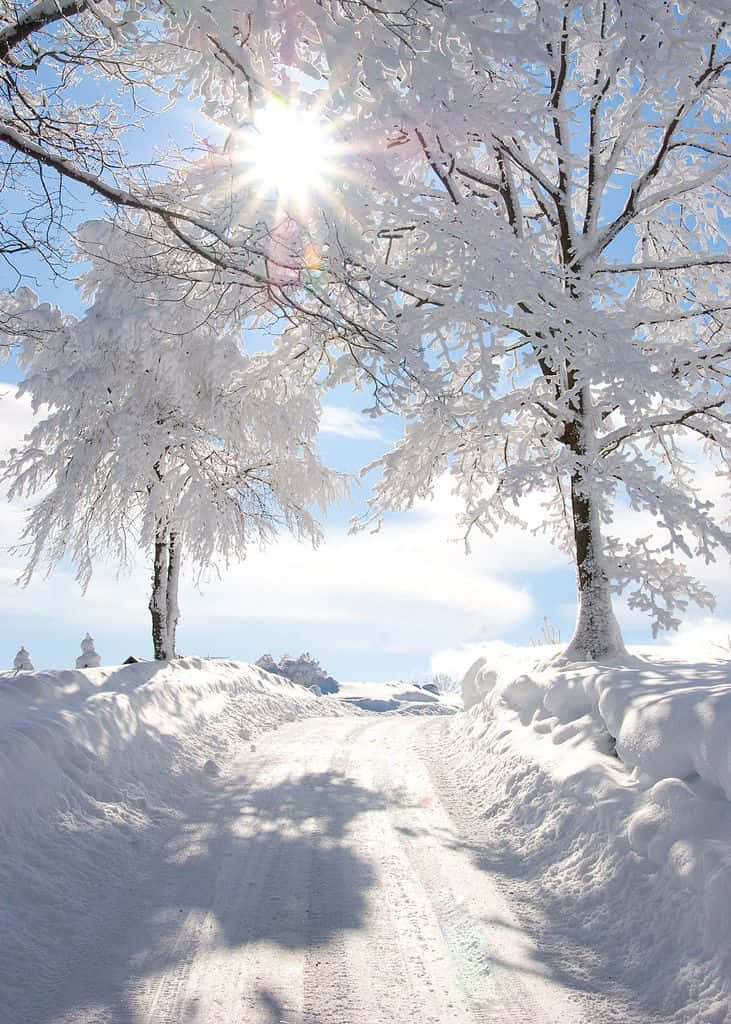 雪 桌布 壁紙 — 一條陽光普照的雪徑蜿蜒穿過覆蓋霜雪的樹木，在清澈的藍天下。