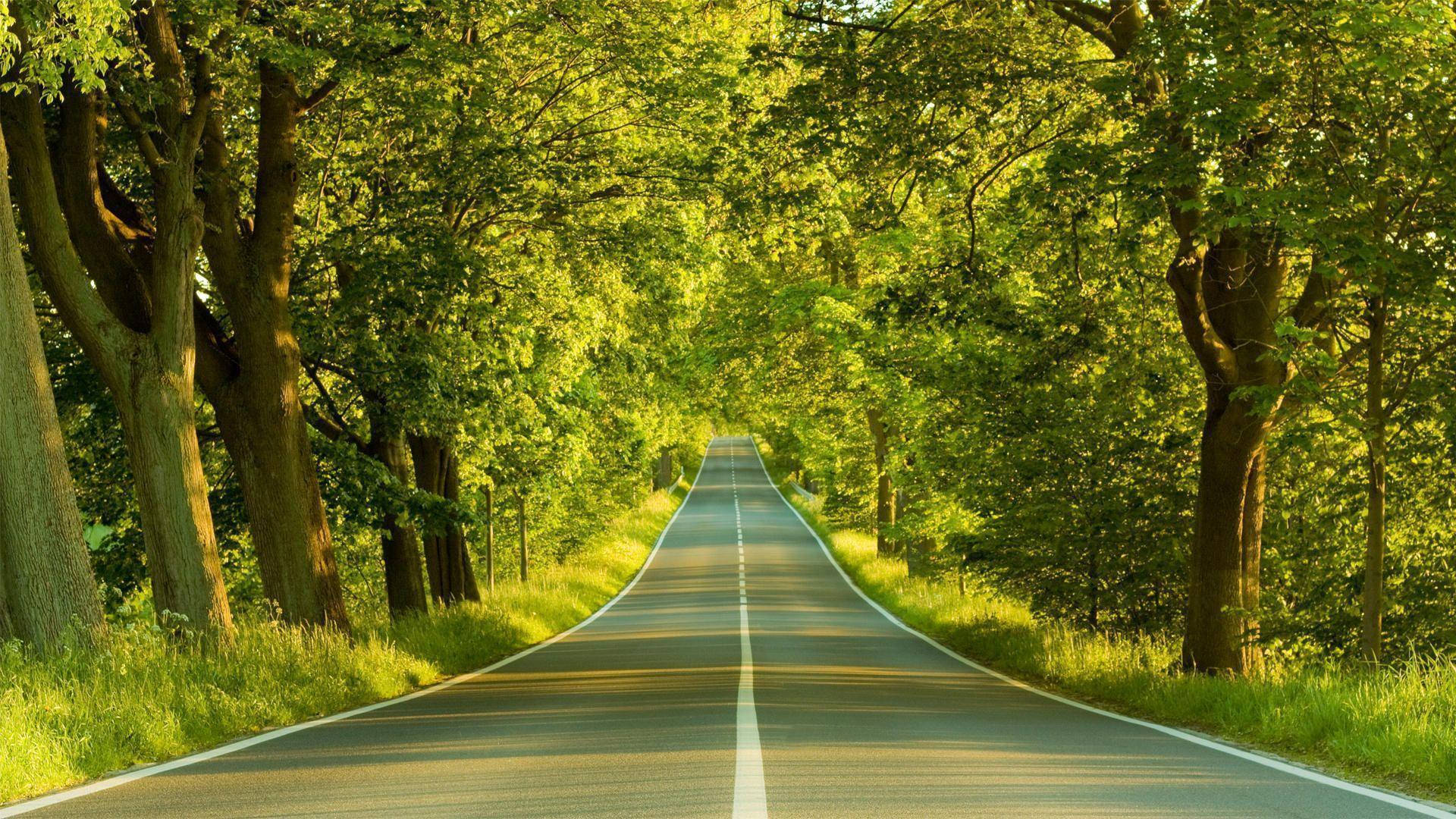 一條筆直的道路，兩旁是高聳的綠樹，在明亮的陽光下。 — 高清自然 壁紙