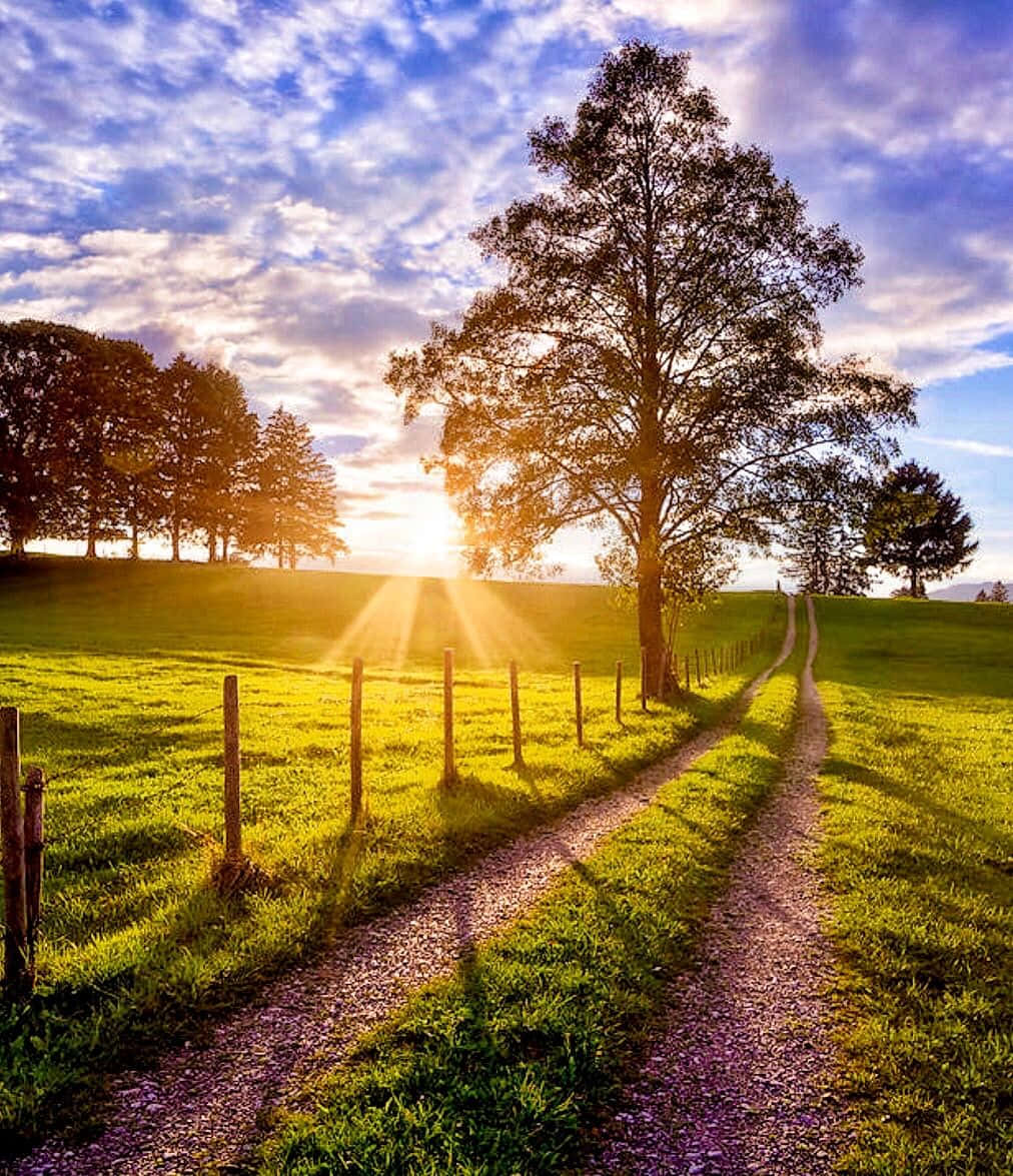 Beautiful Nature 桌布 壁紙 — 一條陽光照耀的碎石路蜿蜒穿過充滿活力的綠色田野，通向一棵孤獨的樹，金色的光線穿過樹枝。