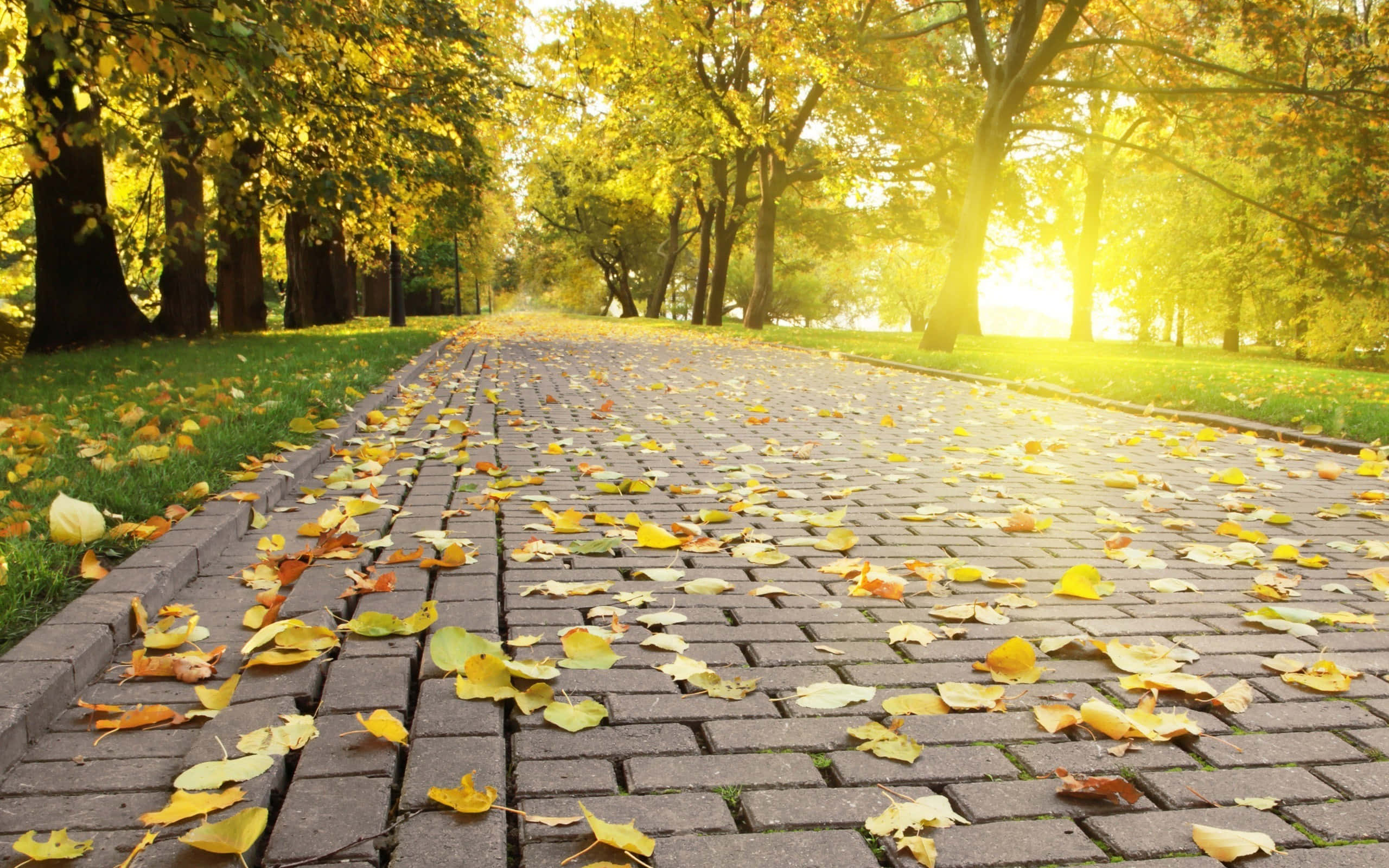 Yellow Leaves 桌布 壁紙 — 一條陽光照耀的磚砌小徑蜿蜒穿過金色的秋日公園，落葉在溫暖的光線下閃閃發光。