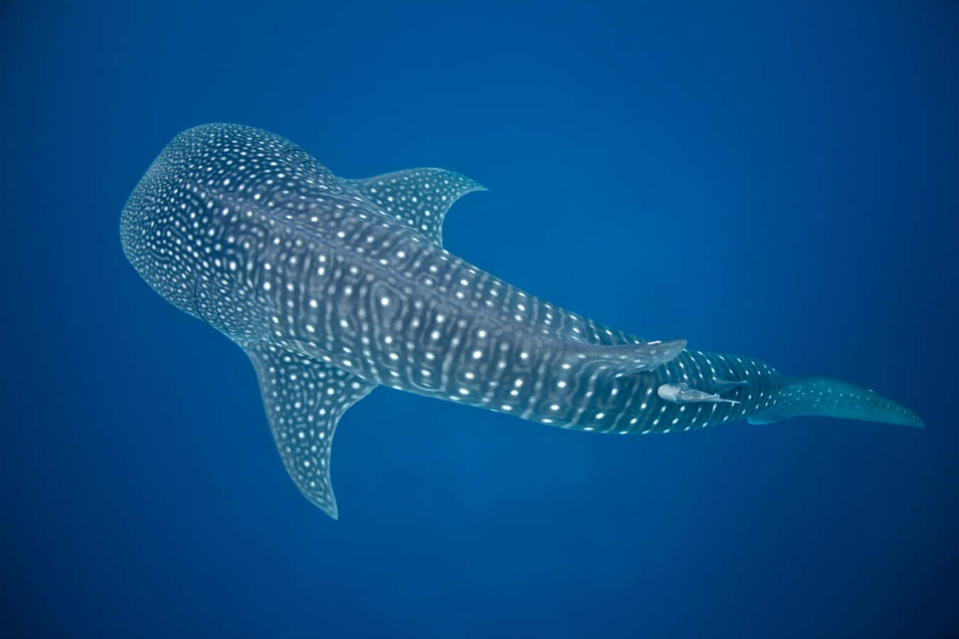 Whale Shark 桌布 壁紙 — 一條雄偉的鯨鯊優雅地滑過深藍色的海洋，其斑點皮膚在柔和光線下閃閃發光。
