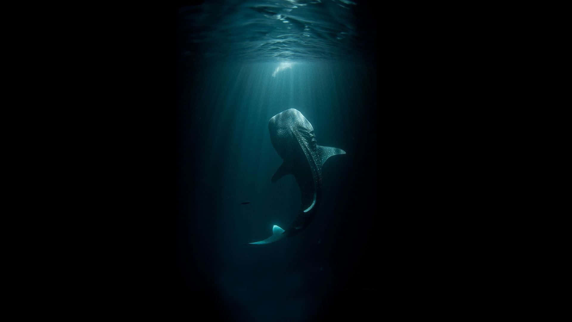 blue whale 桌布 壁紙 — 一條雄偉的鯨鯊在深藍色的海洋中滑行，陽光從上方穿透水面。