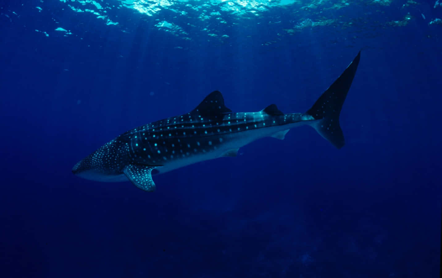 Whale Shark 桌布 壁紙 — 一條雄偉的鯨鯊在深藍色的海洋中滑行，陽光從上方過濾而下。