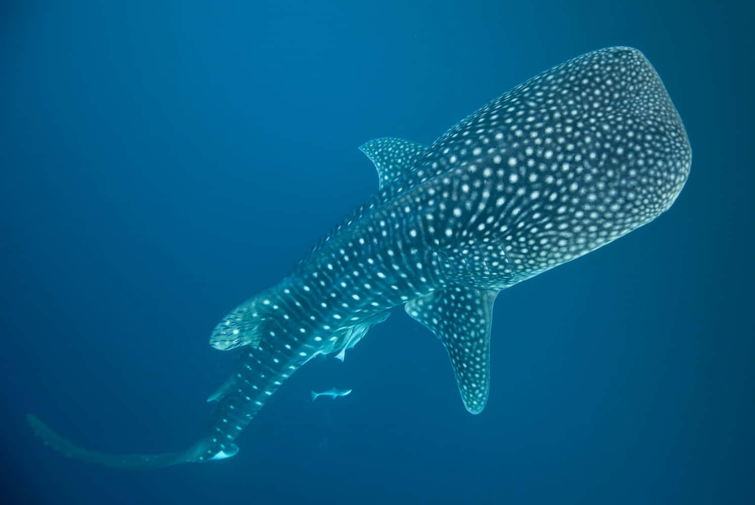 Whale Shark 桌布 壁紙 — 一條雄偉的鯨鯊在深藍色的海洋中滑行，其斑點身體被柔和環境光照亮。