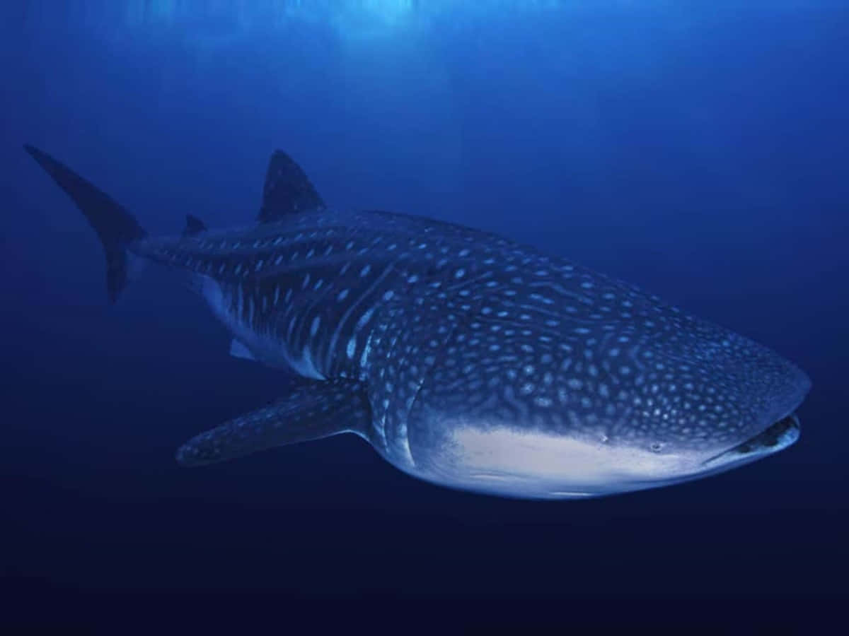 Whale Shark 桌布 壁紙 — 一條雄偉的鯨鯊在深藍色的海洋中滑行，陽光從上方穿透而下。
