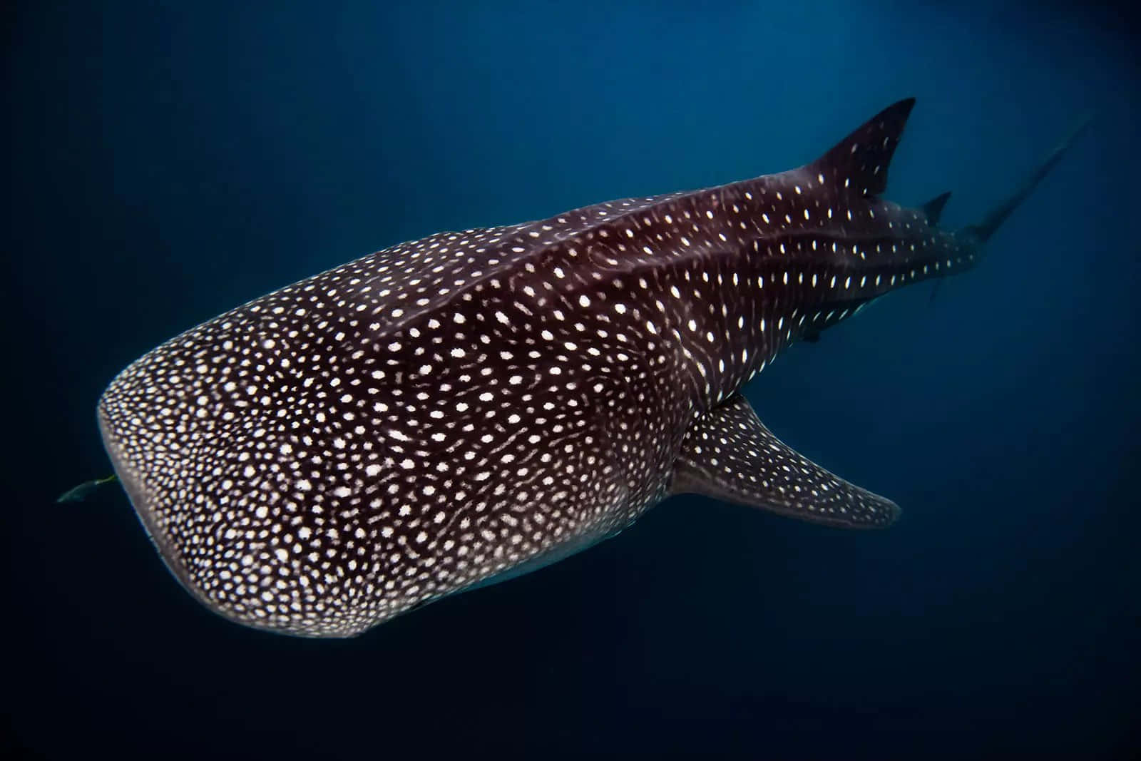 Whale Shark 桌布 壁紙 — 一條雄偉的鯨鯊在深藍色的海洋中滑行，其斑點皮膚在柔和光線下閃閃發光。